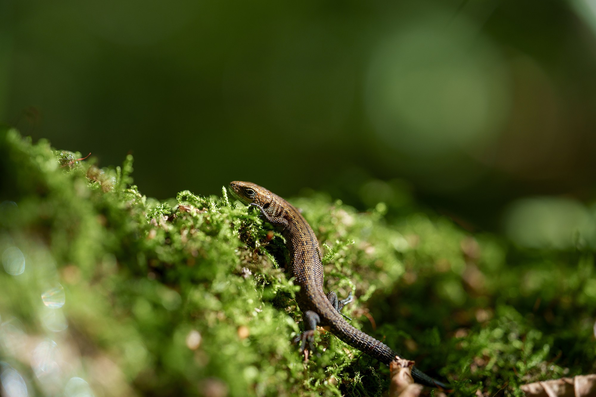 Животные. Ваш личный фотограф Марина Волкова