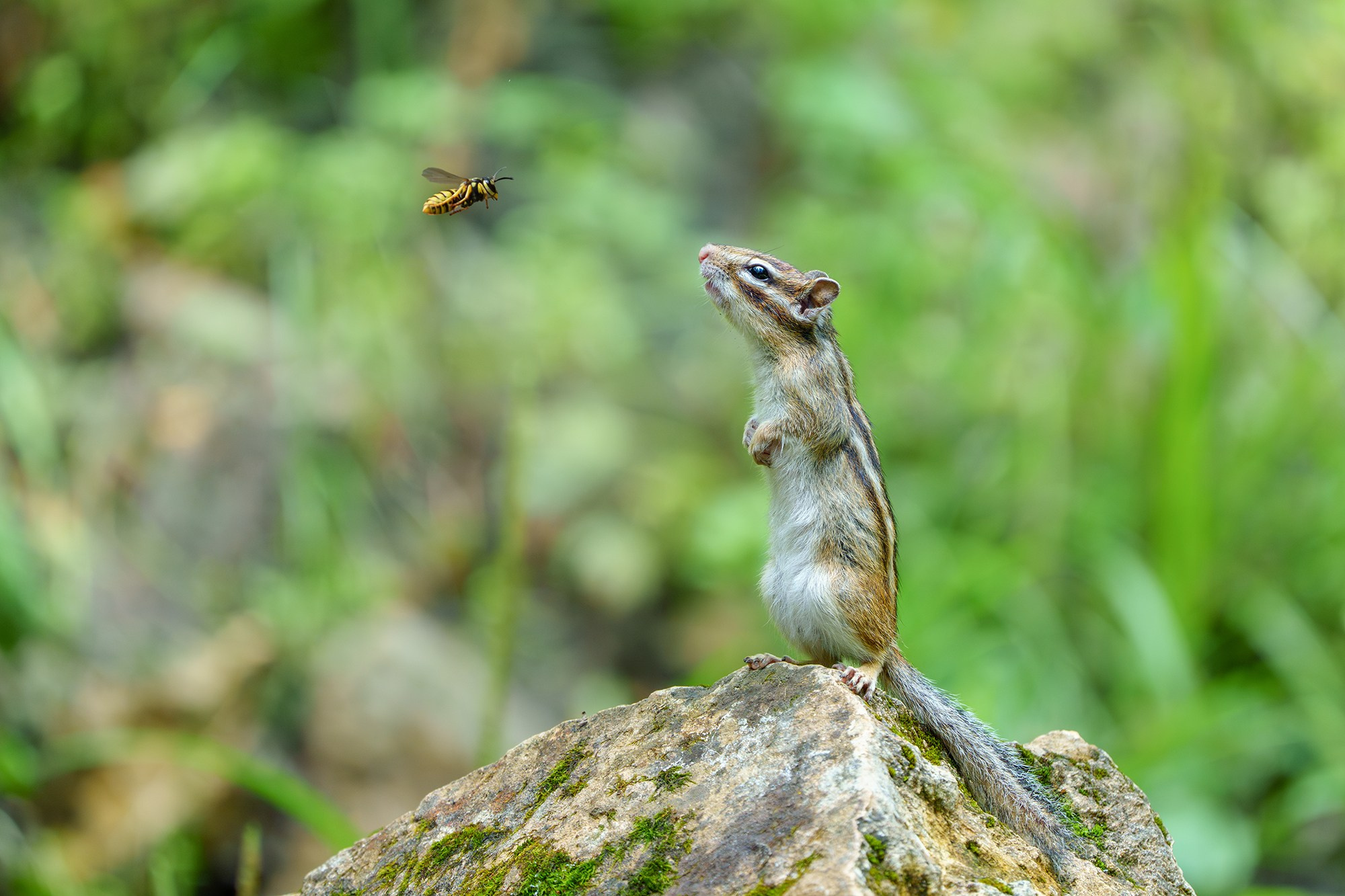 Животные. Ваш личный фотограф Марина Волкова