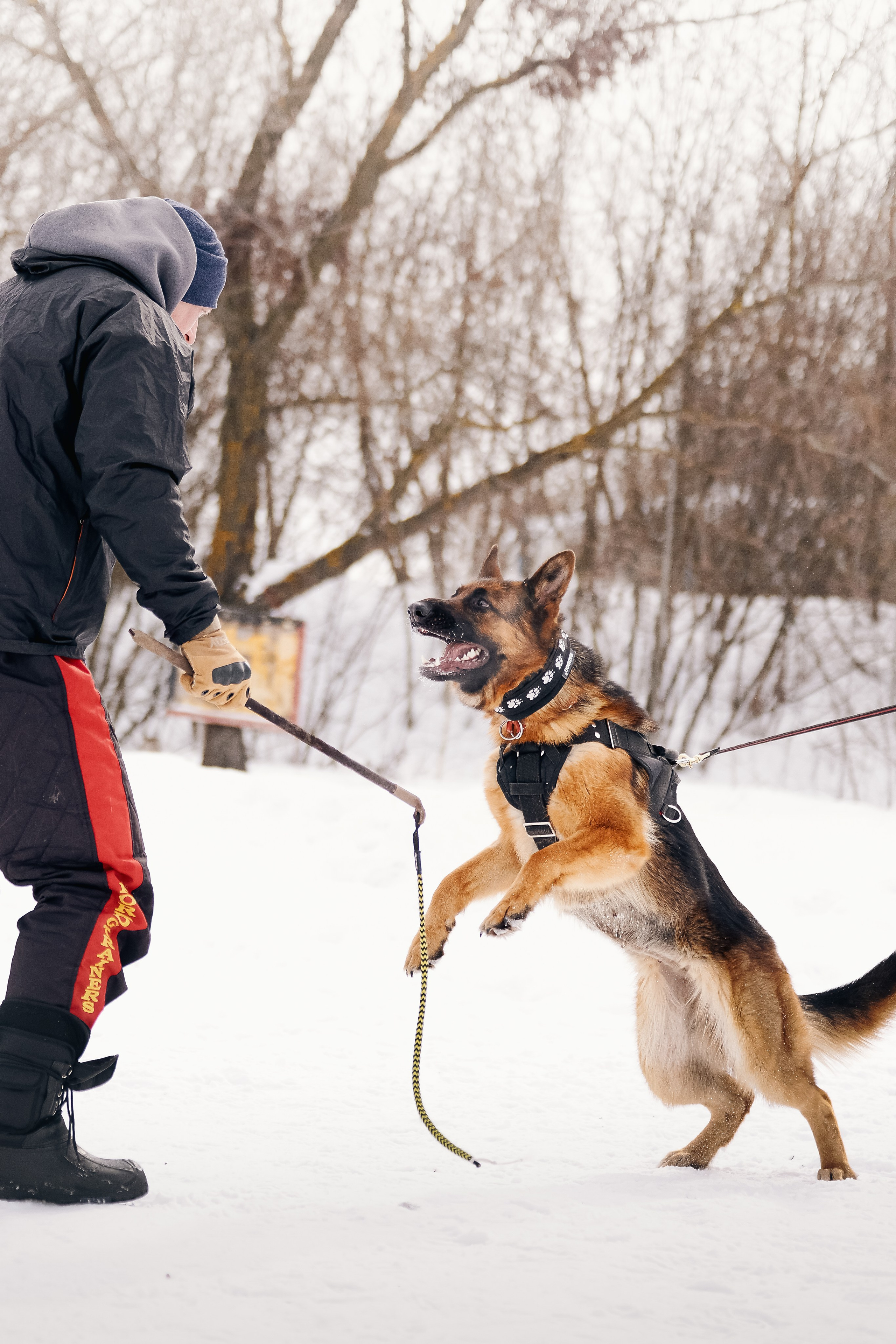 Репортажная съемка. Фотограф-анималист Нижний Новгород