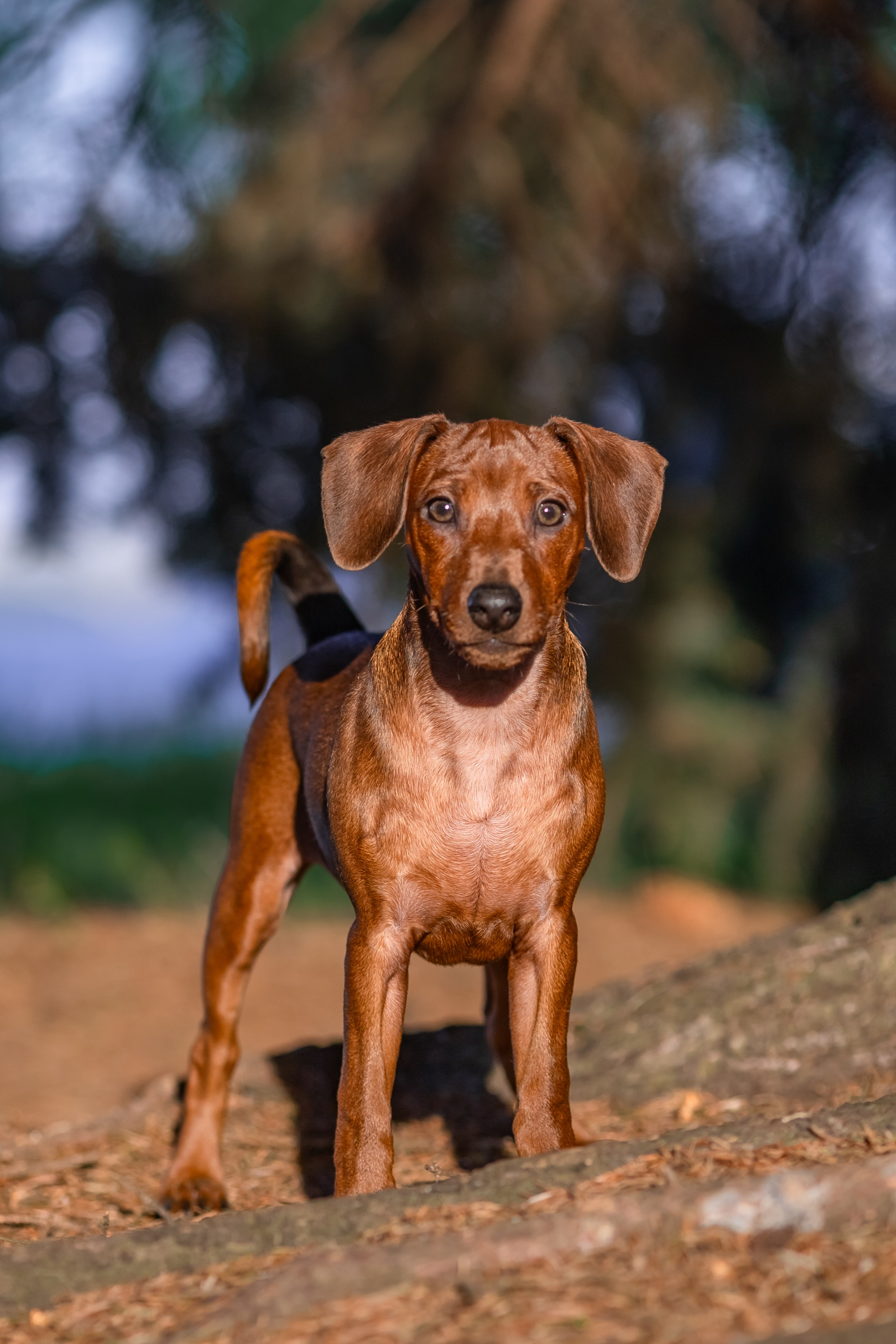 Пинчерята. Фотограф анималист Аня Ливанова | Рыбинск
