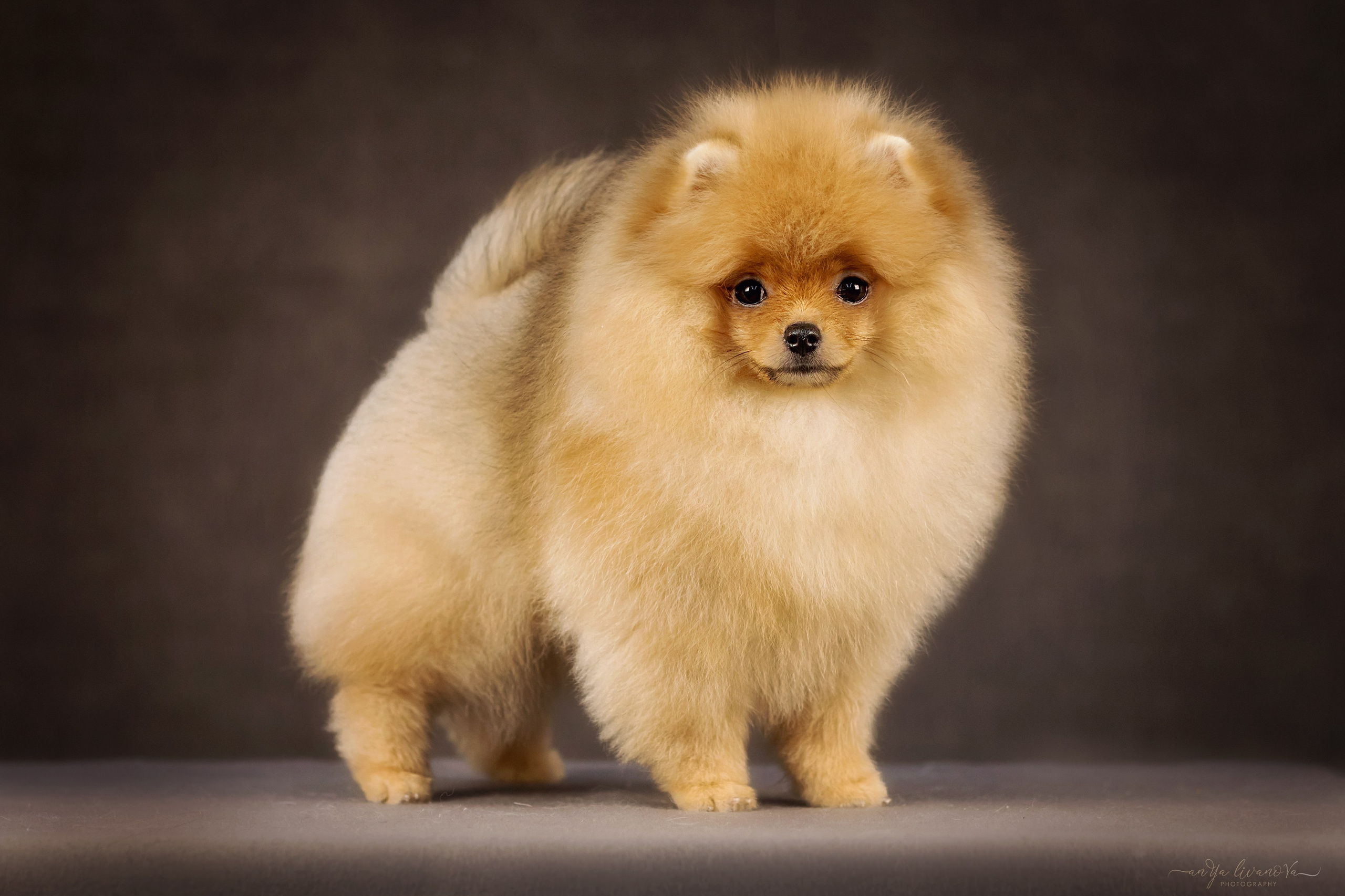 Шпицы. Фотограф анималист Аня Ливанова | Рыбинск