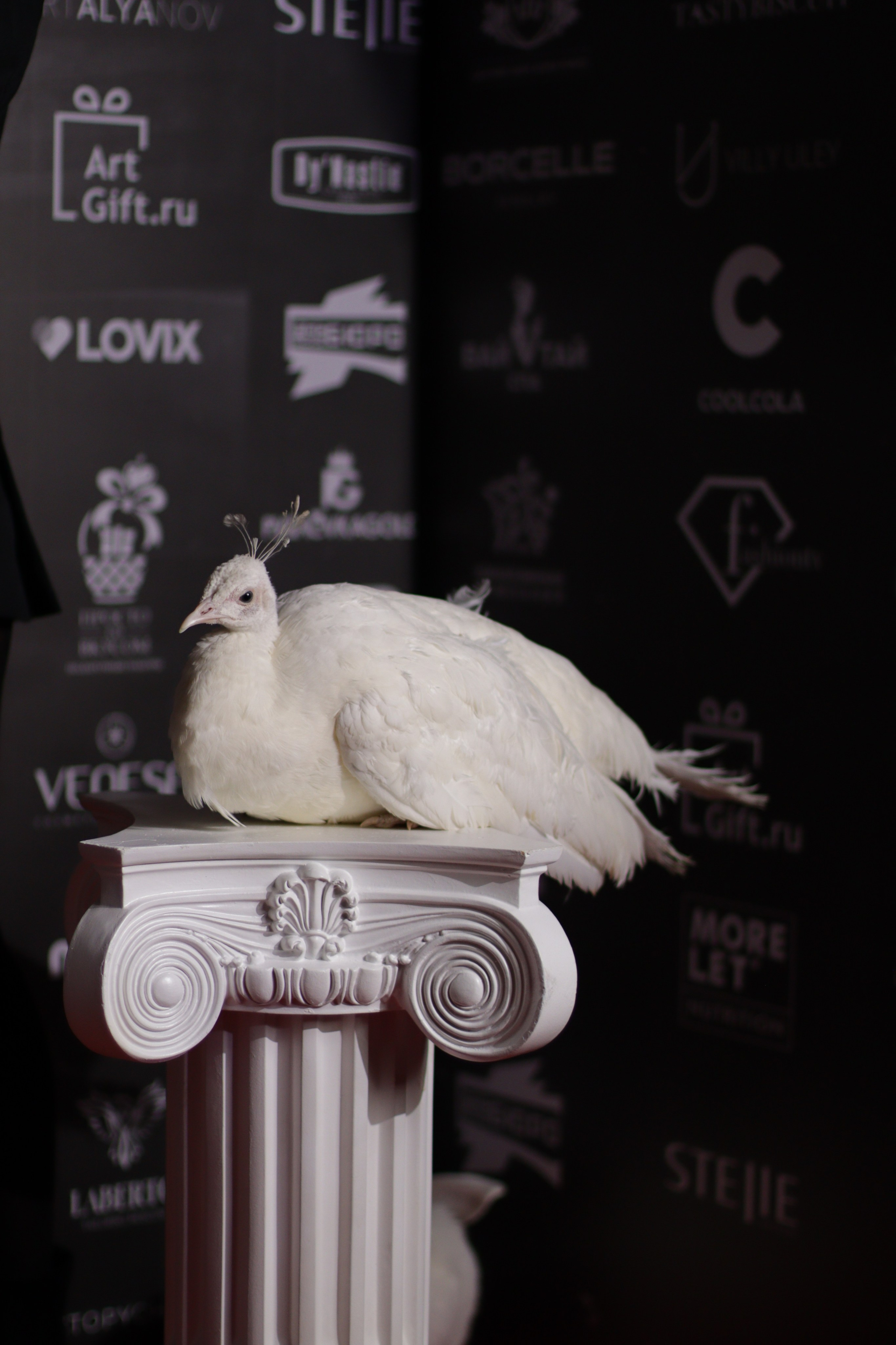 Светская премия «Лидеры эпохи» 2025, Барвиха. Jane Kudryavtseva | MODEL PHOTO & PORTRAIT