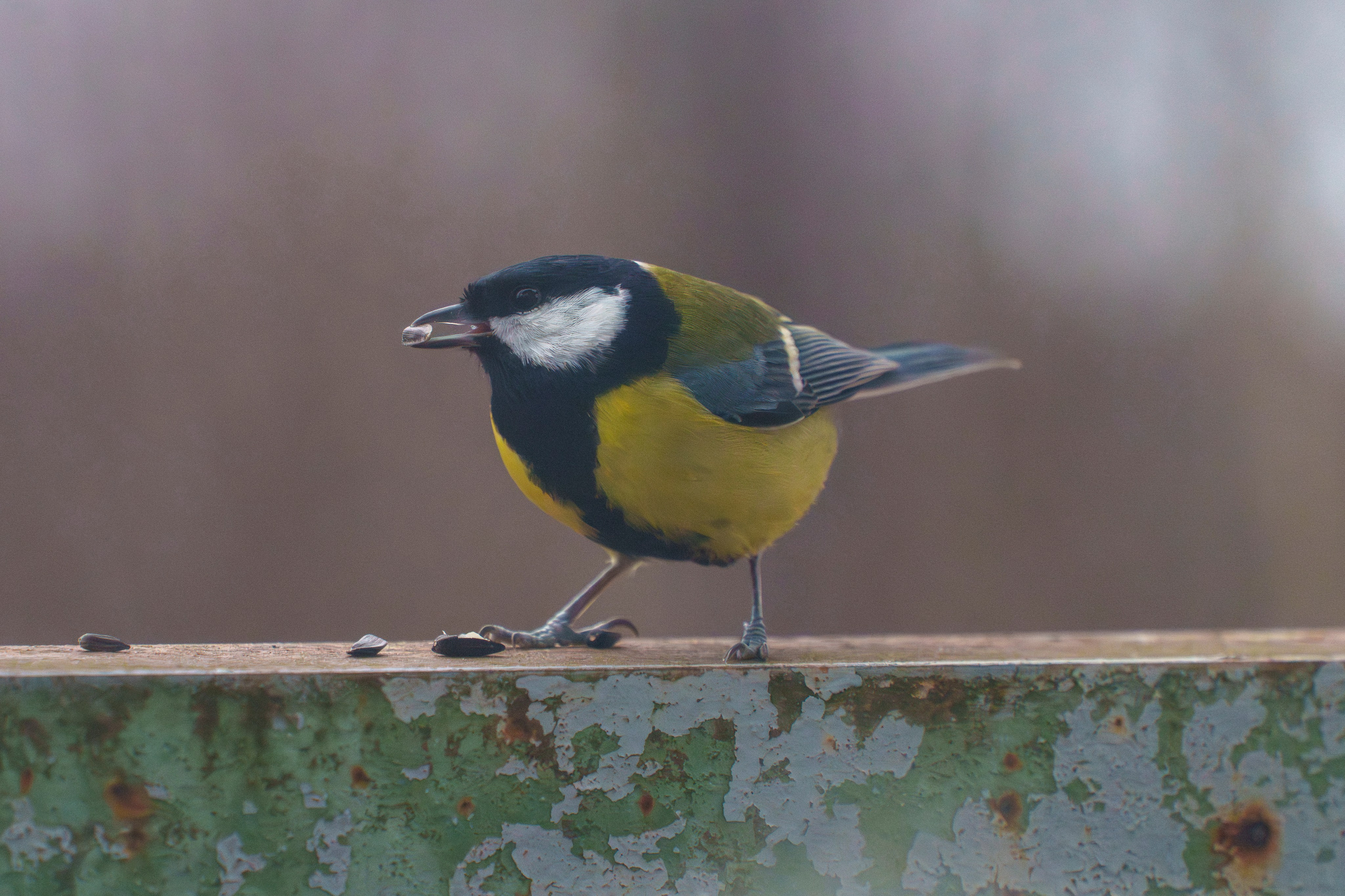 Animals — Животные