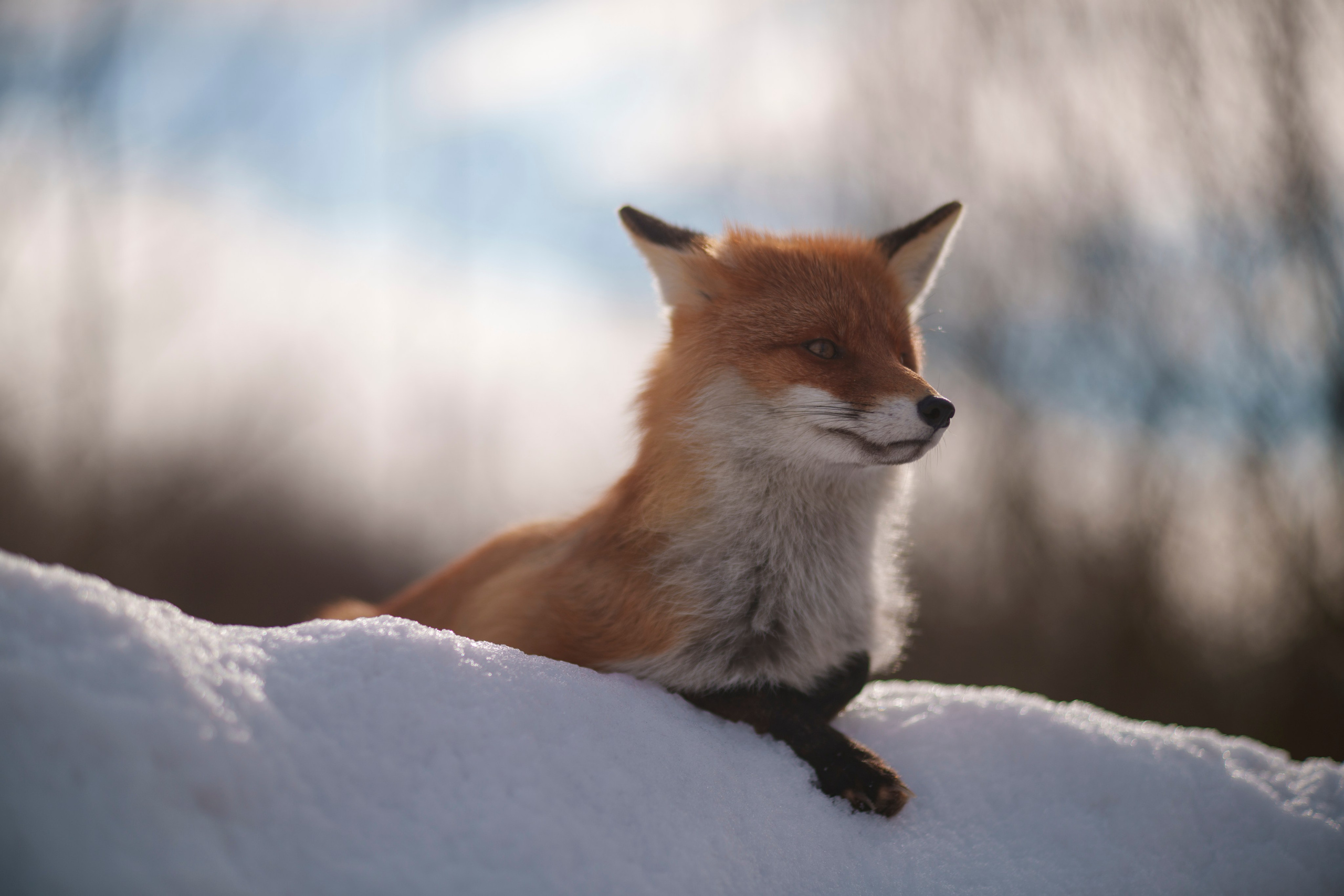 Animals — Животные