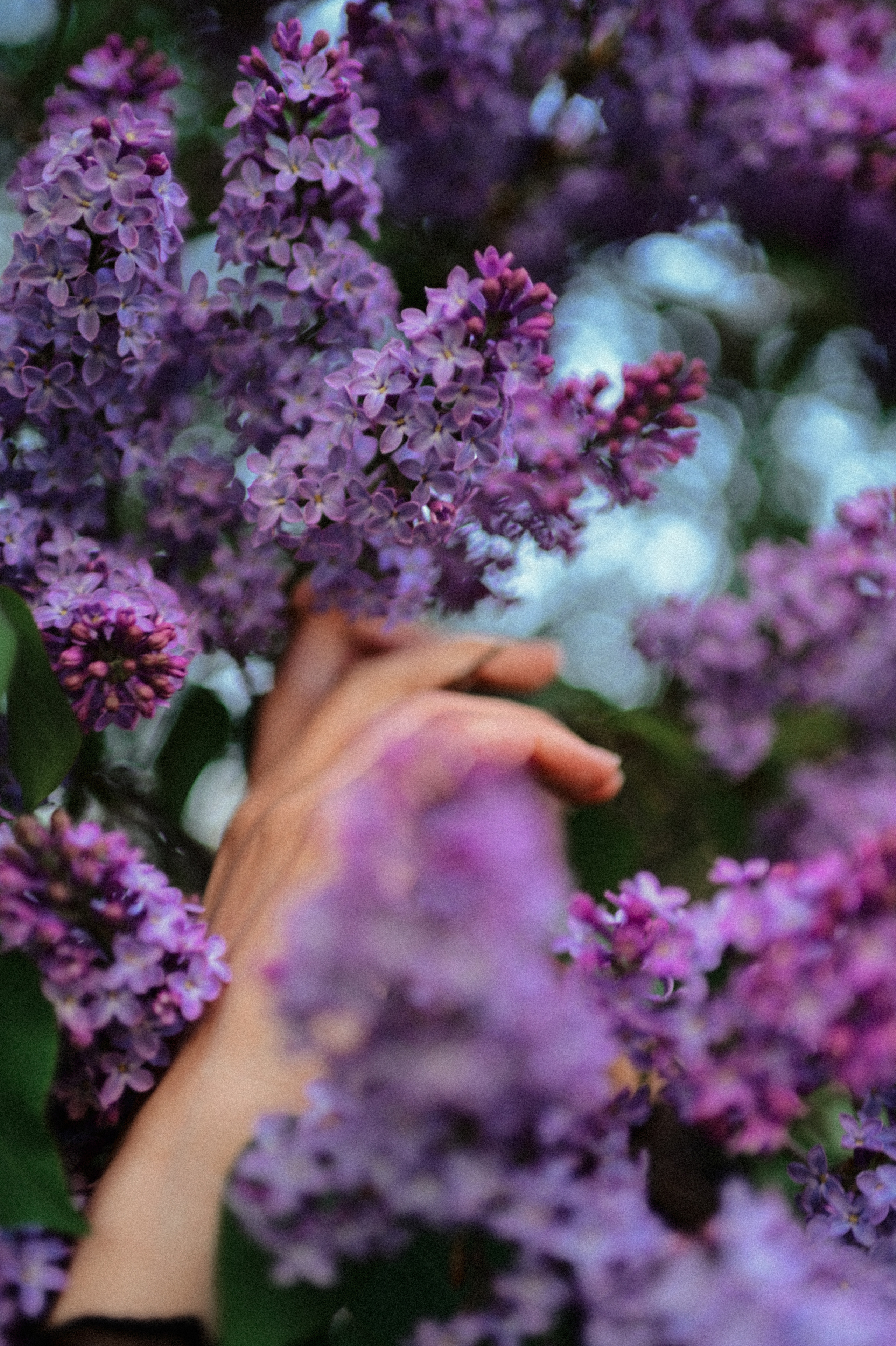 Портретная фотосессия с цветущими деревьями. Семейный свадебный фотограф Екатеринбург Первоуральск Шарнина Алёна