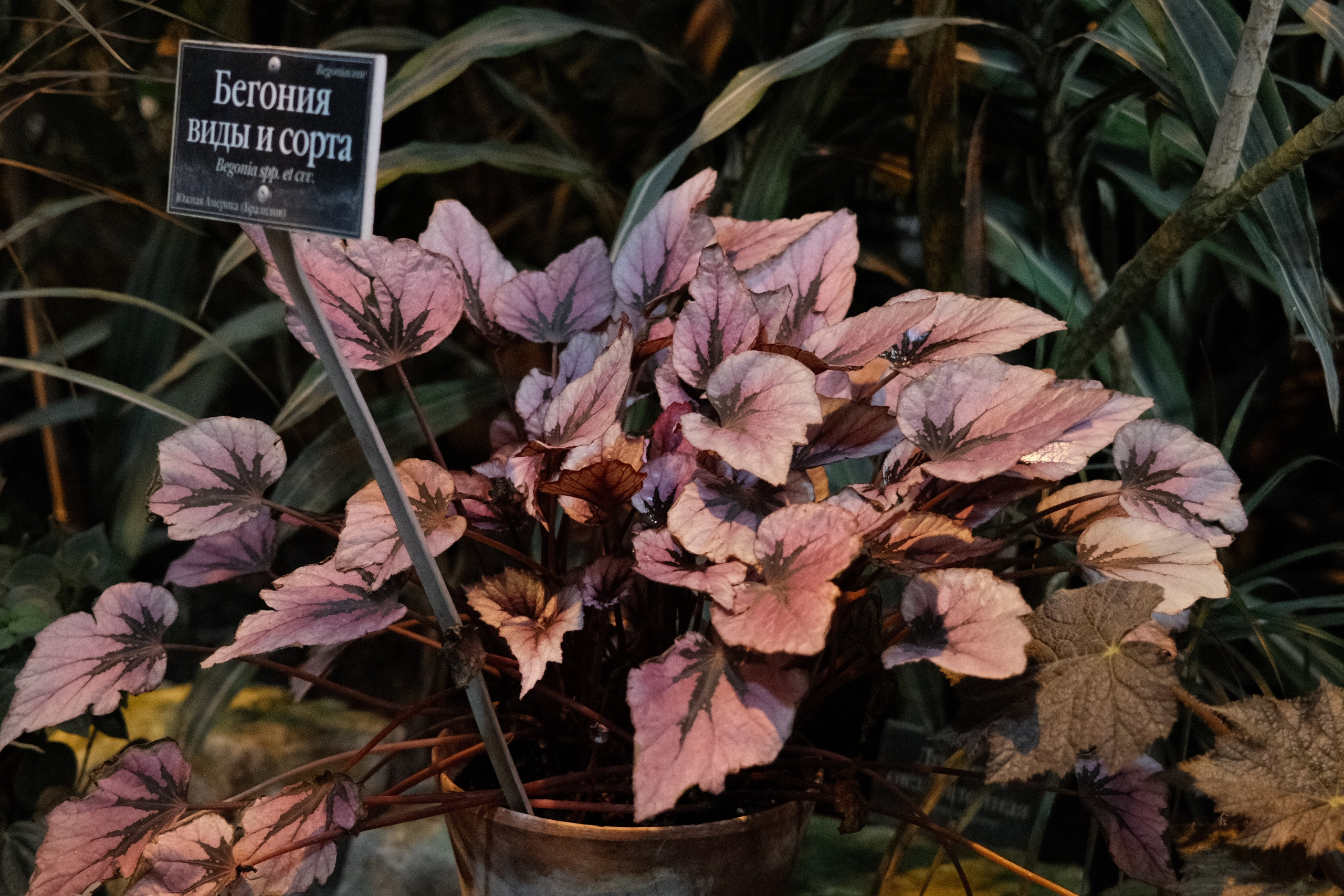 Аптекарский огород. Профессиональный фотограф в Москве Захар Ишутин