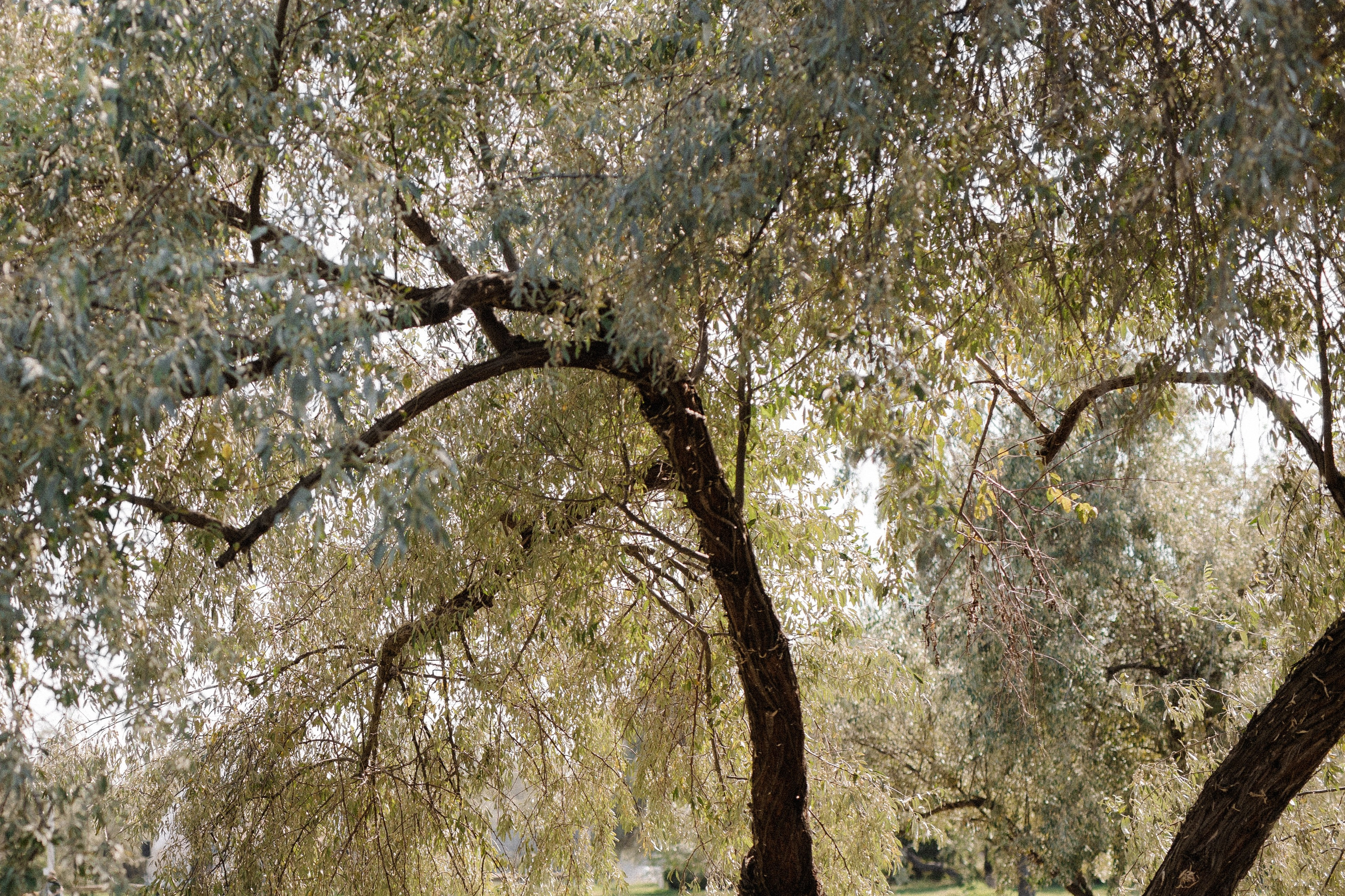 A & A. Свадебный и семейный фотограф в Астрахани Сергунова Наталья