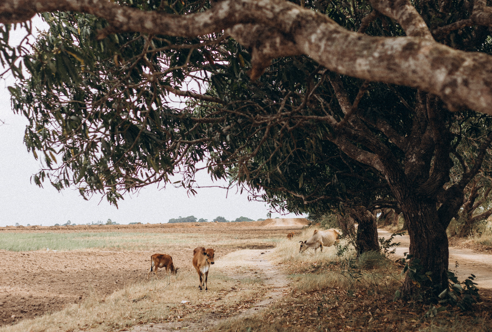 Princess Milena. Свадебный фотограф Минск