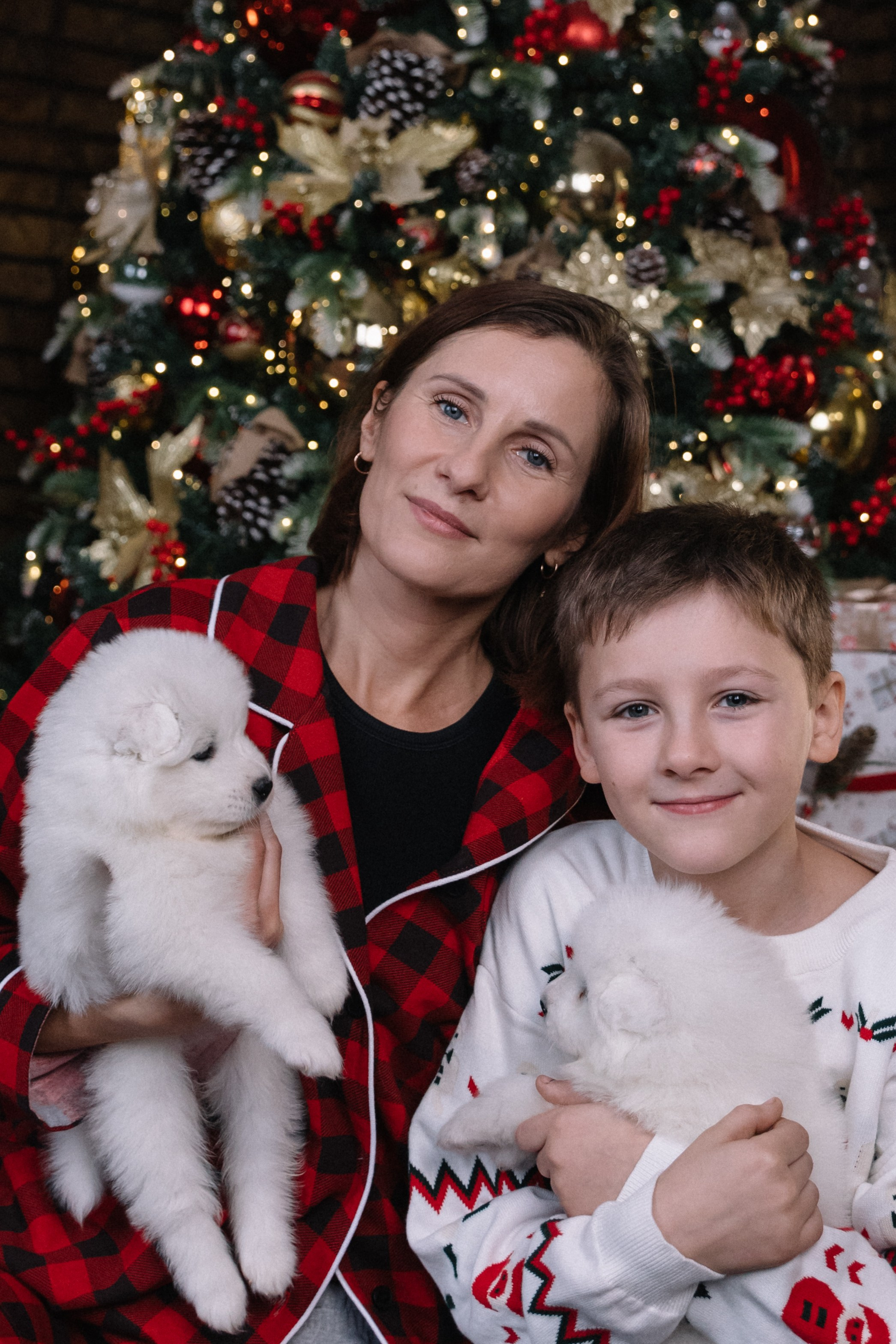 Фотоссамоедами Новосибирск. Самоед Новосибирск