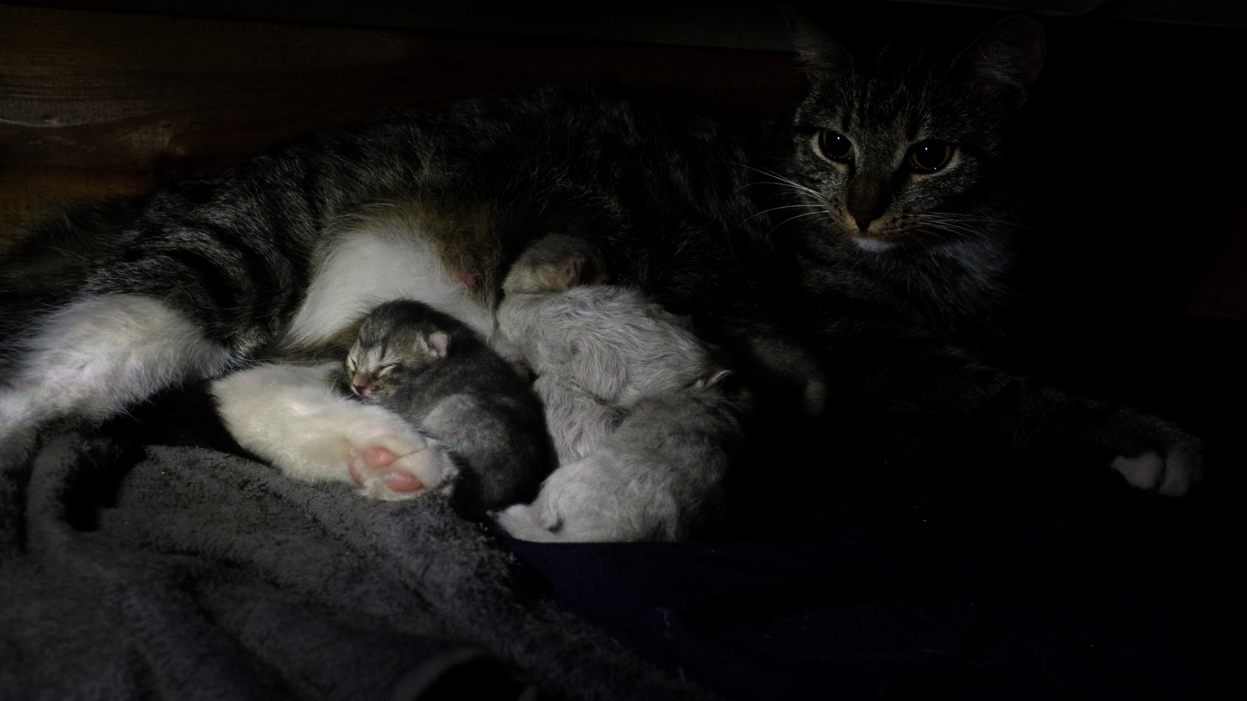 Котятам 1 день. Вадим Шейдин