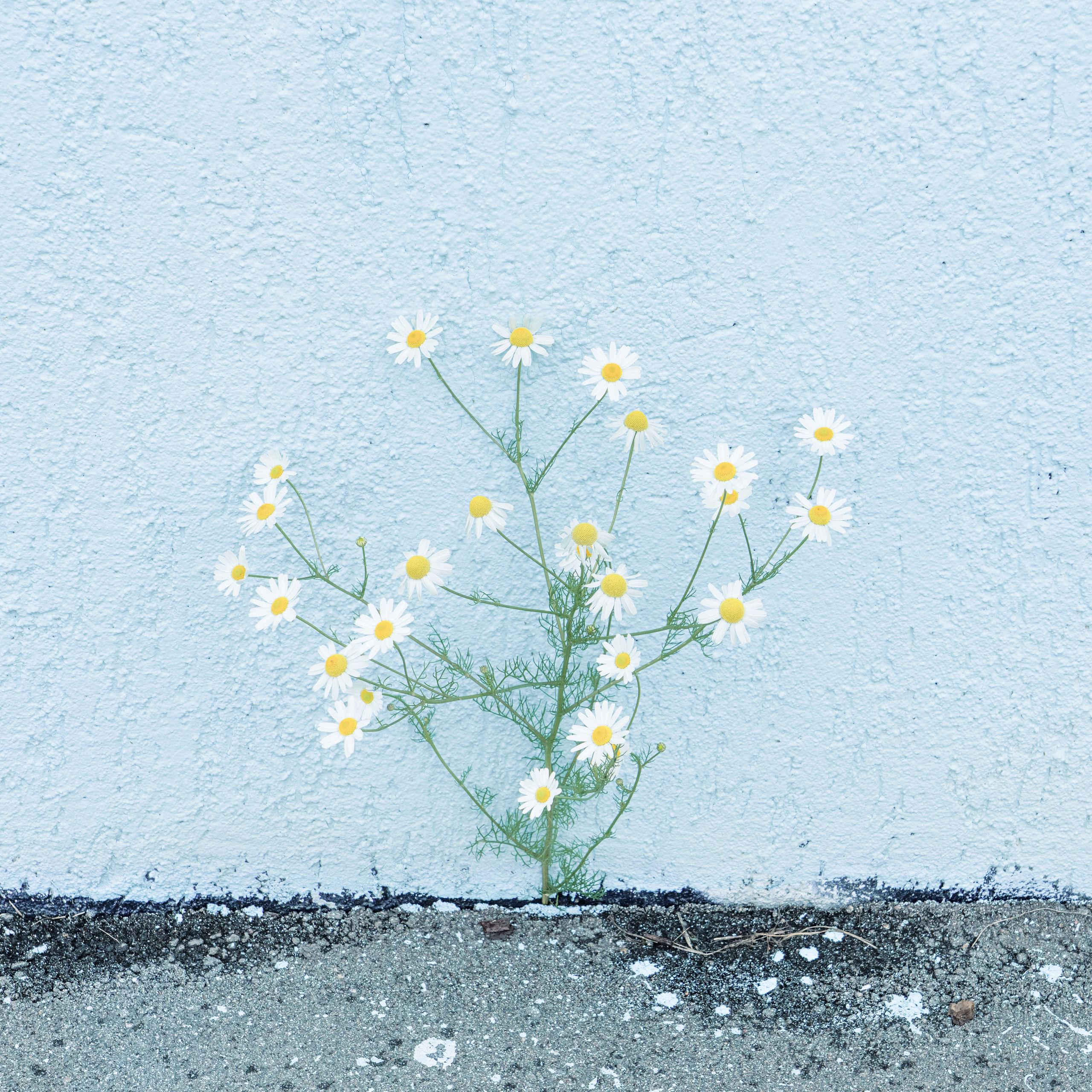 Врубель Роман