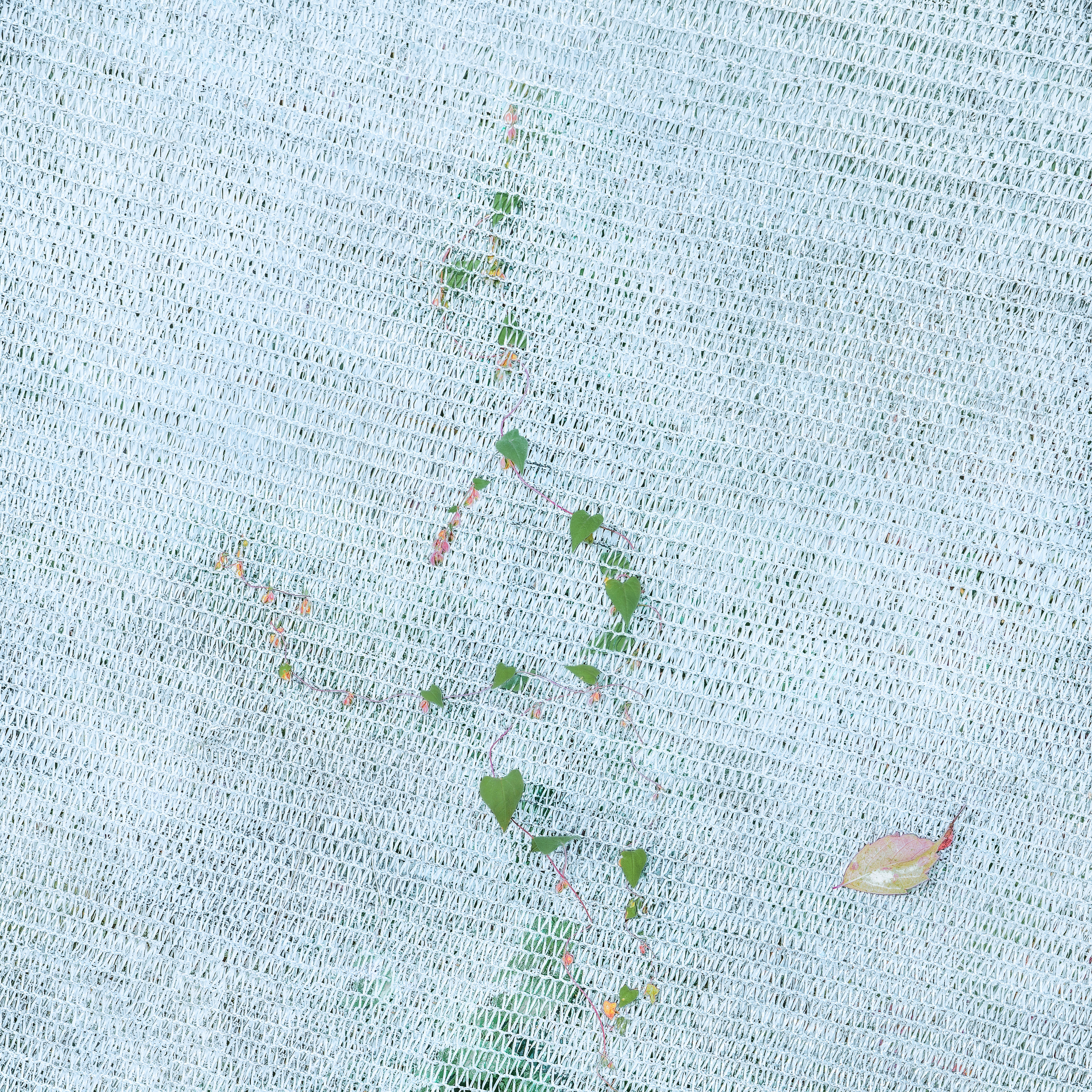 Врубель Роман