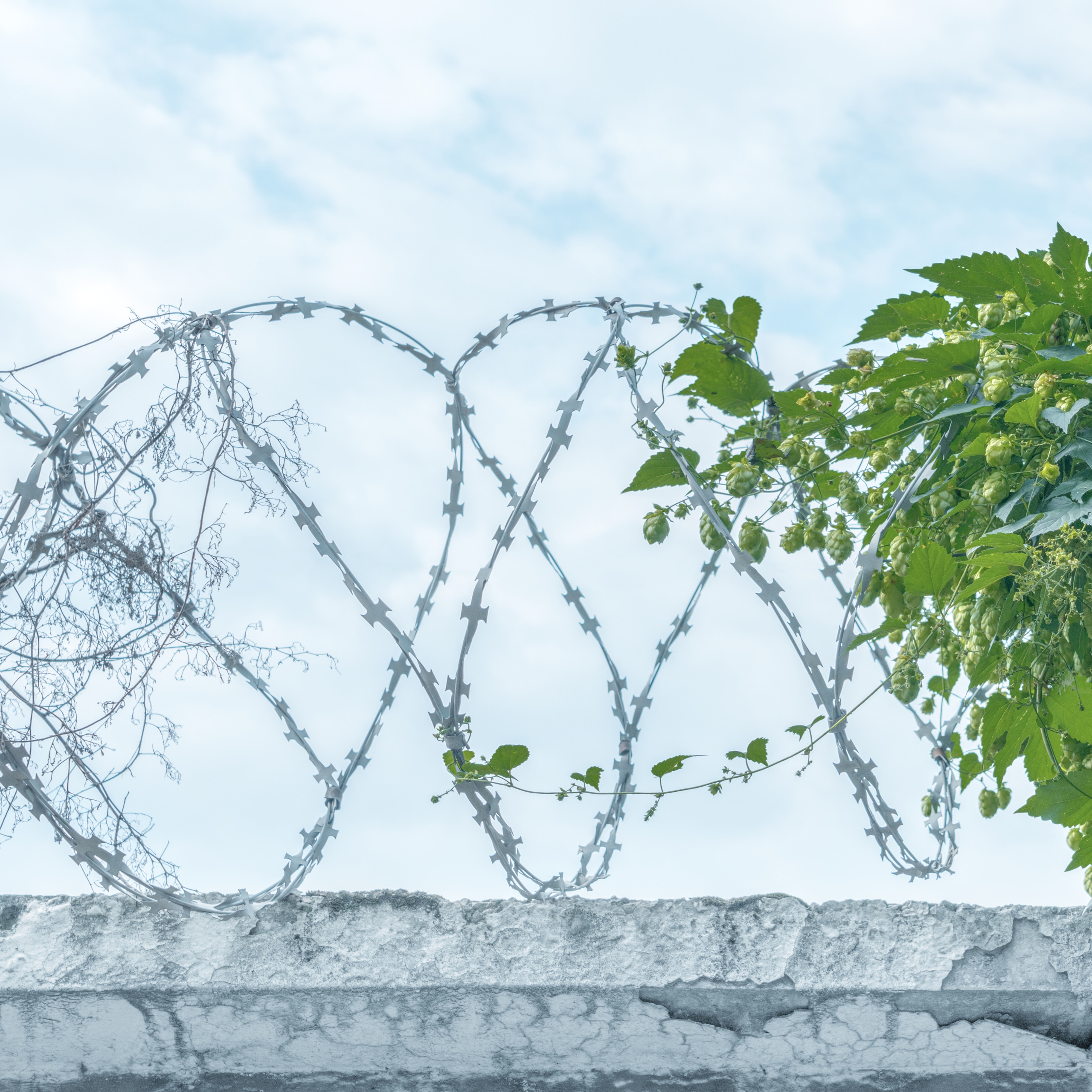 Врубель Роман