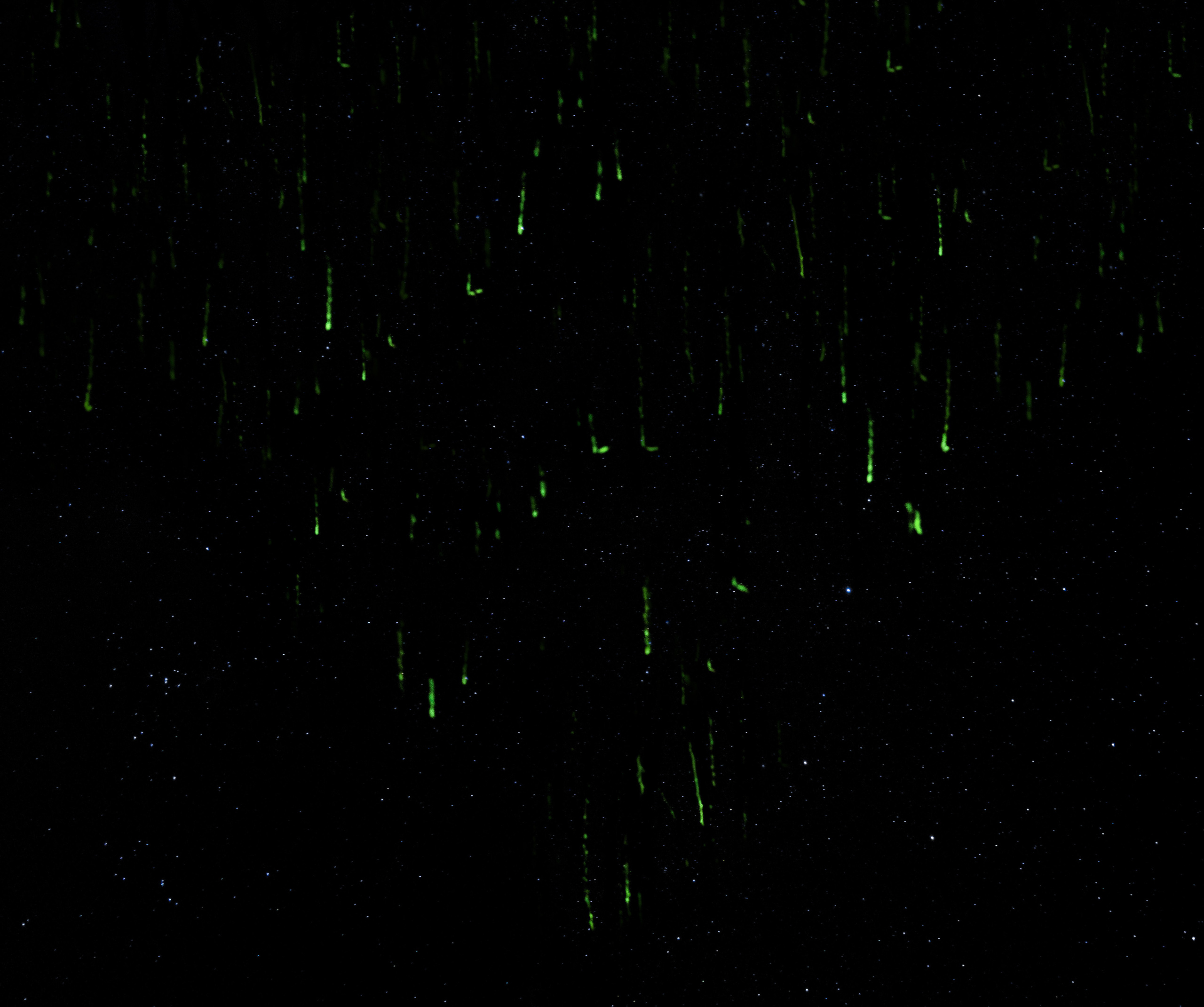 Одиночные работы. Врубель Роман