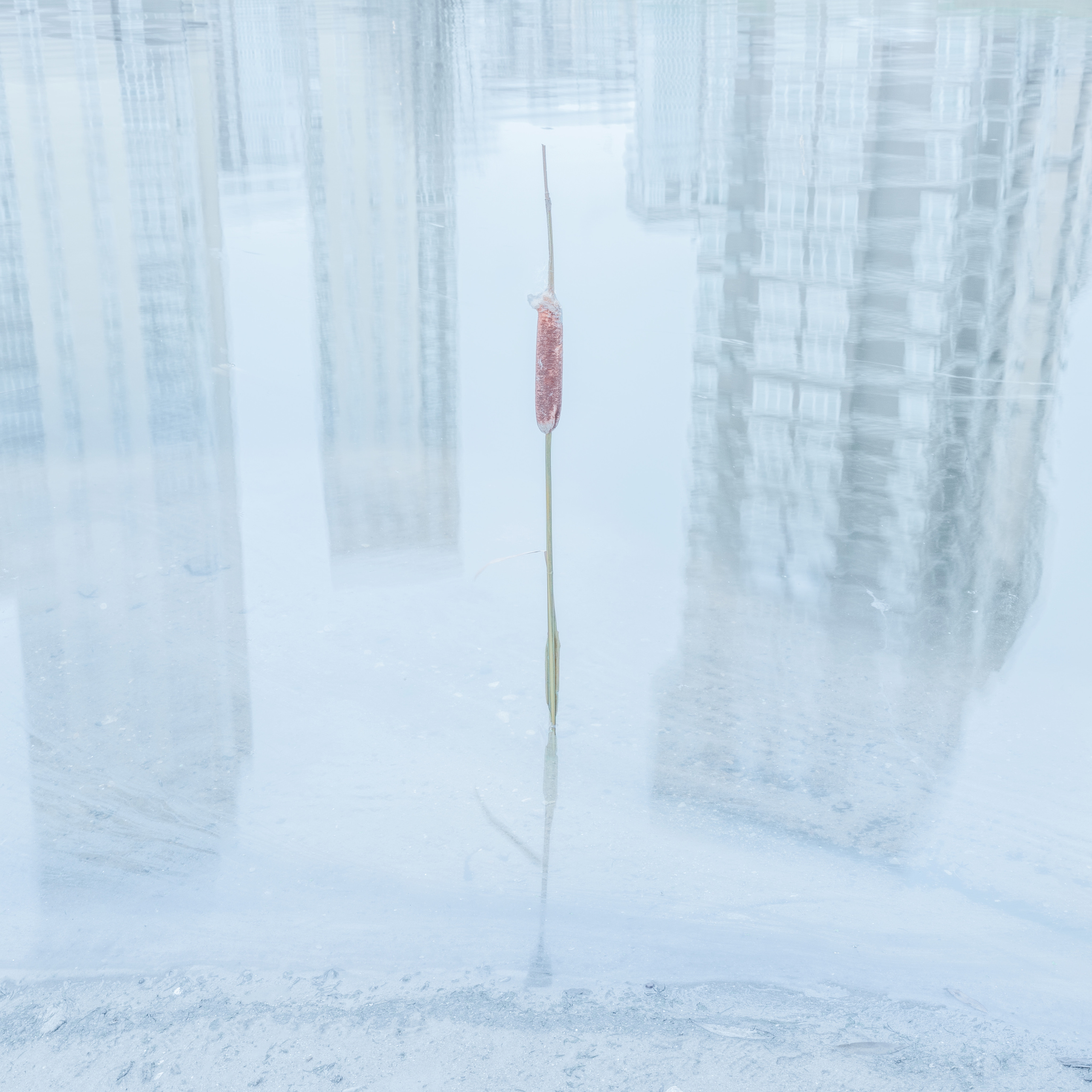 Врубель Роман