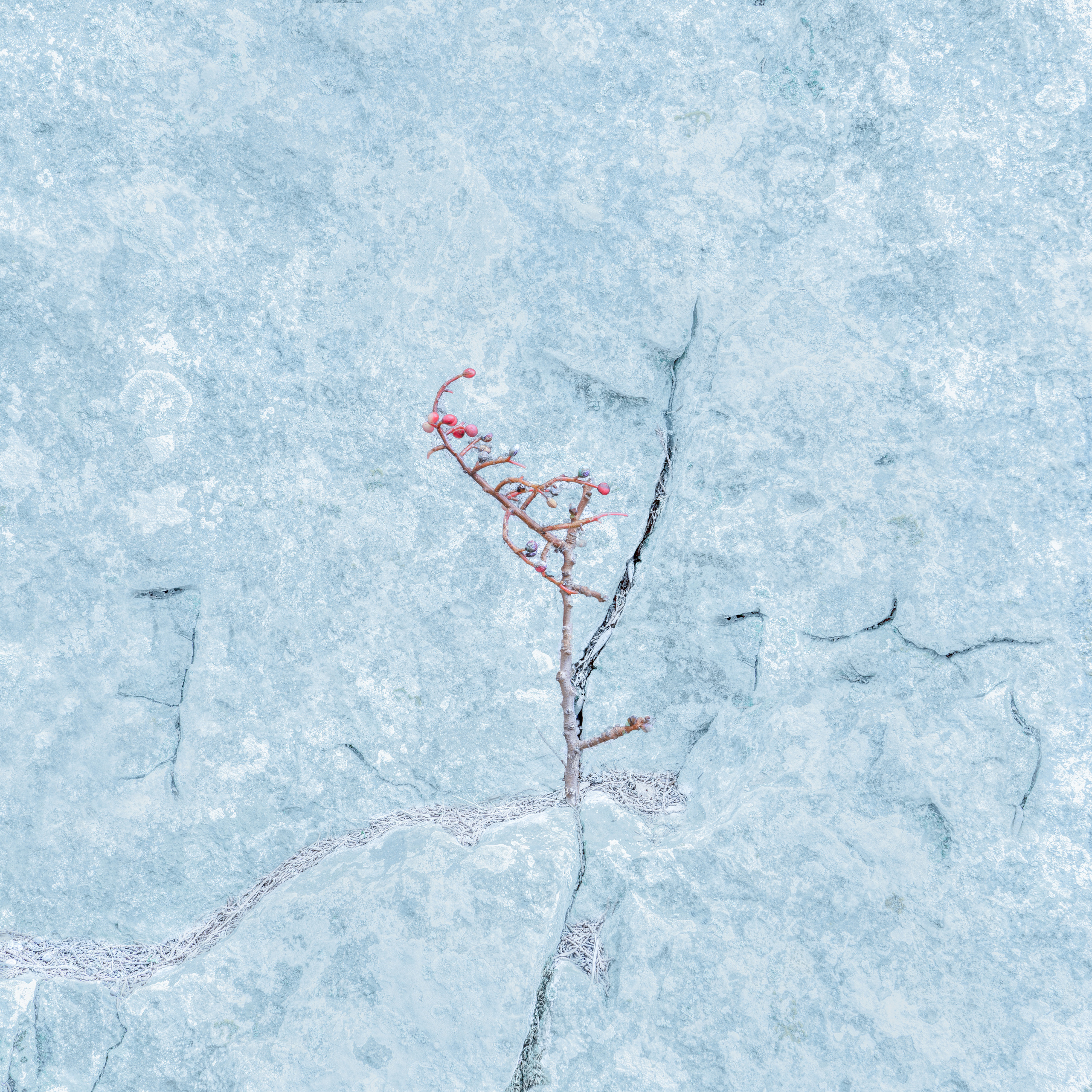 Врубель Роман