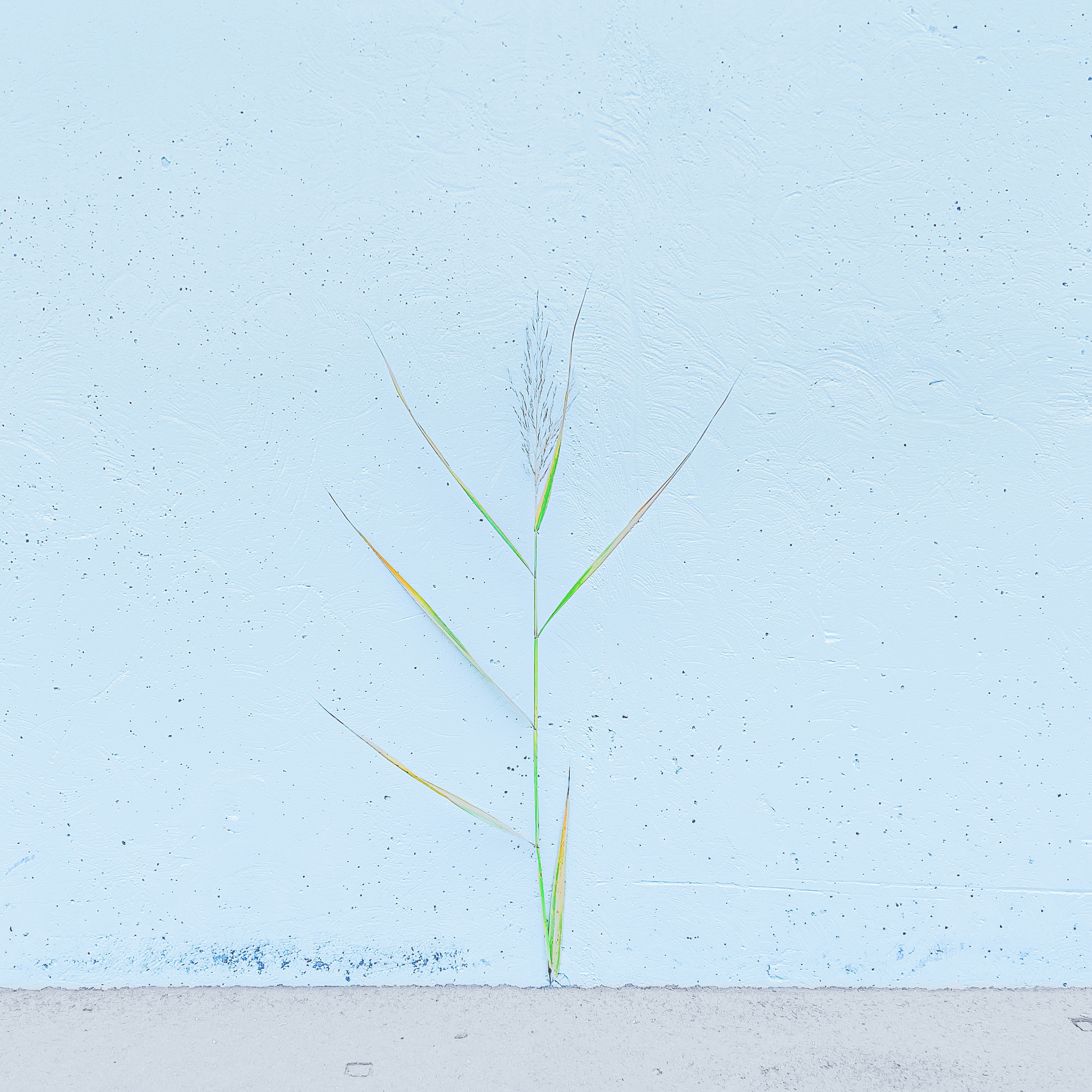 Врубель Роман