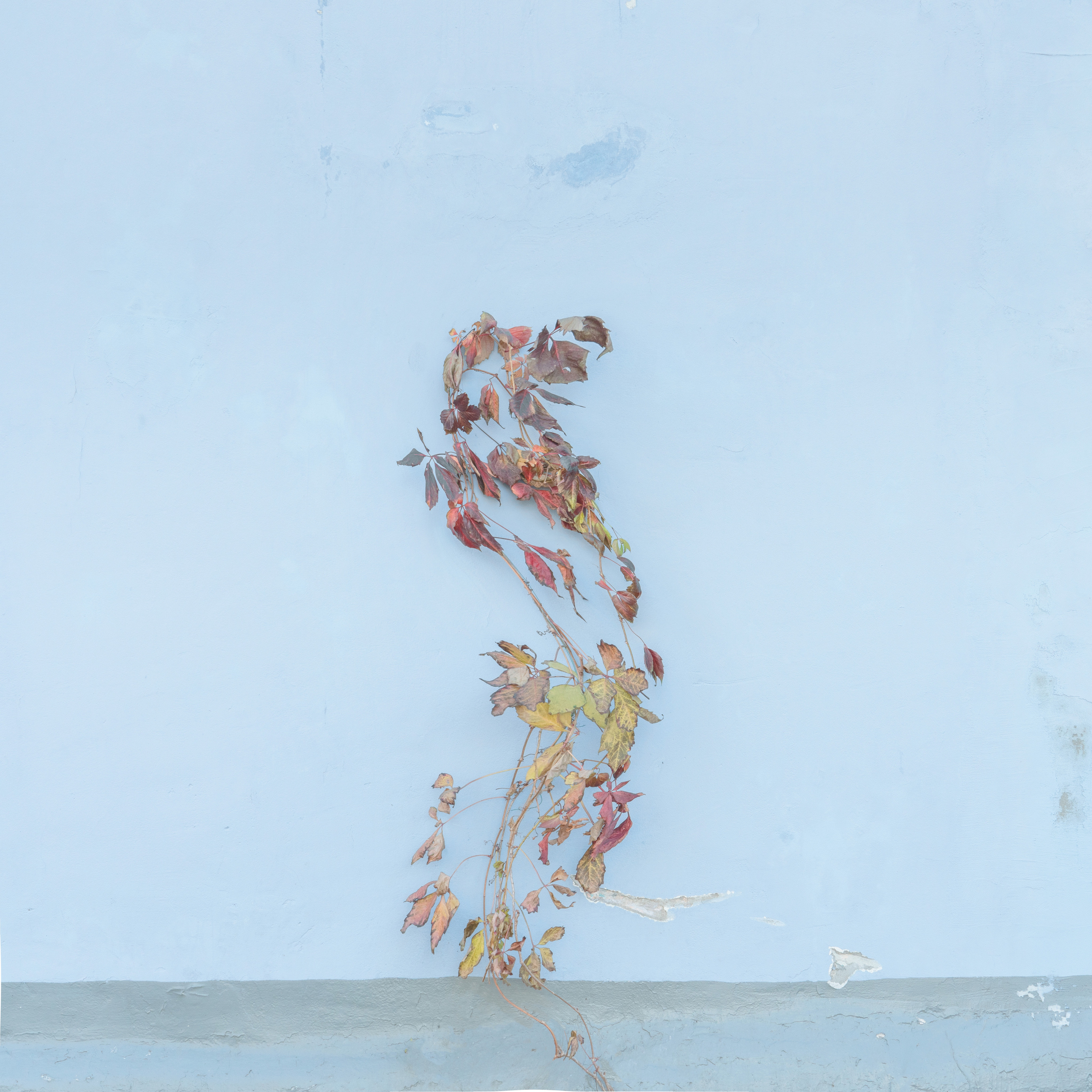 Врубель Роман