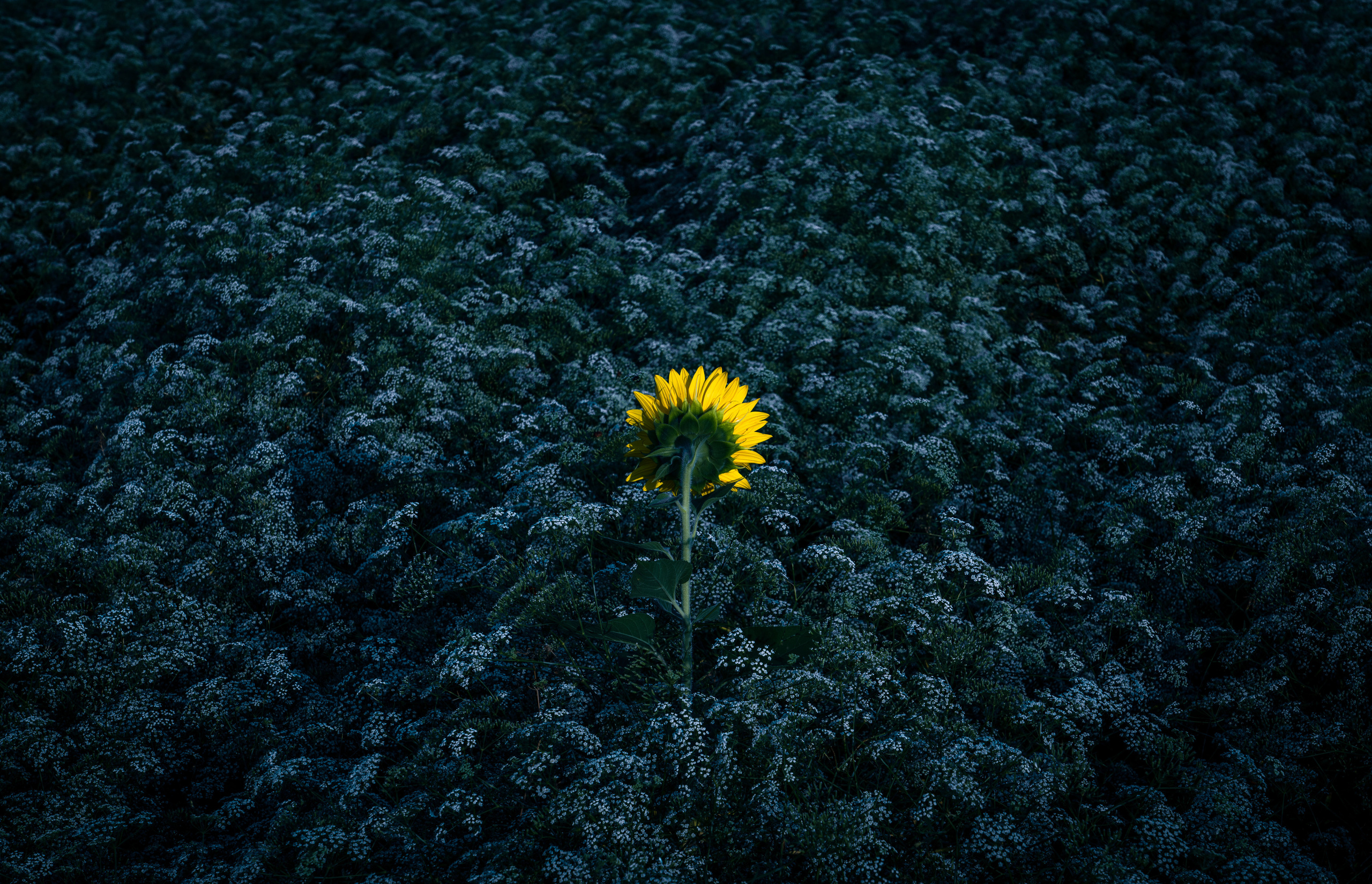 Одиночные работы. Врубель Роман