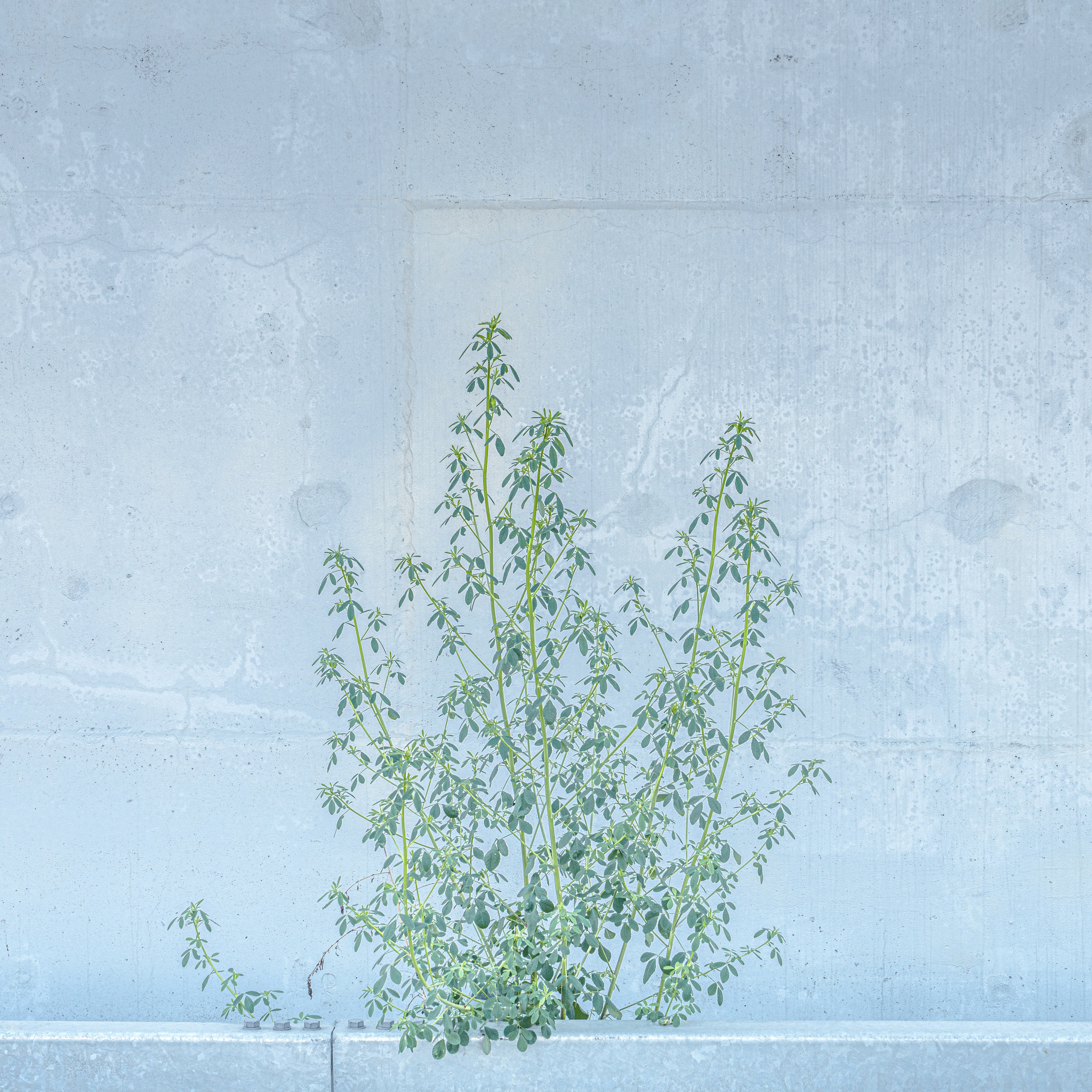 Врубель Роман