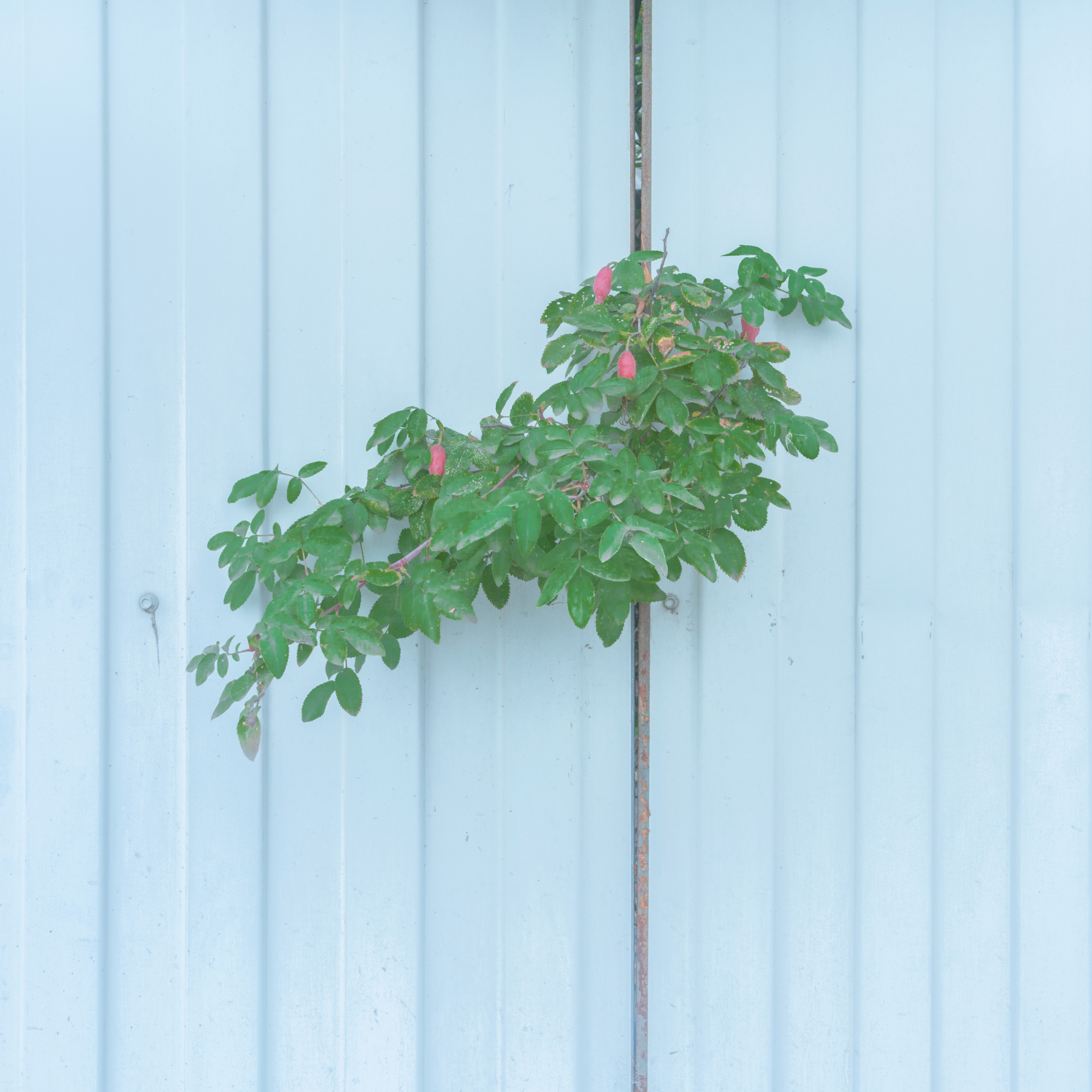 Врубель Роман