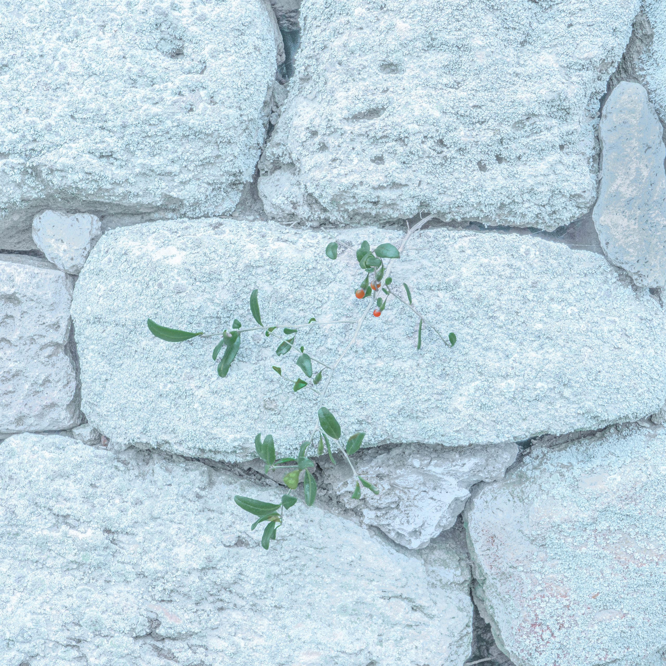 Врубель Роман