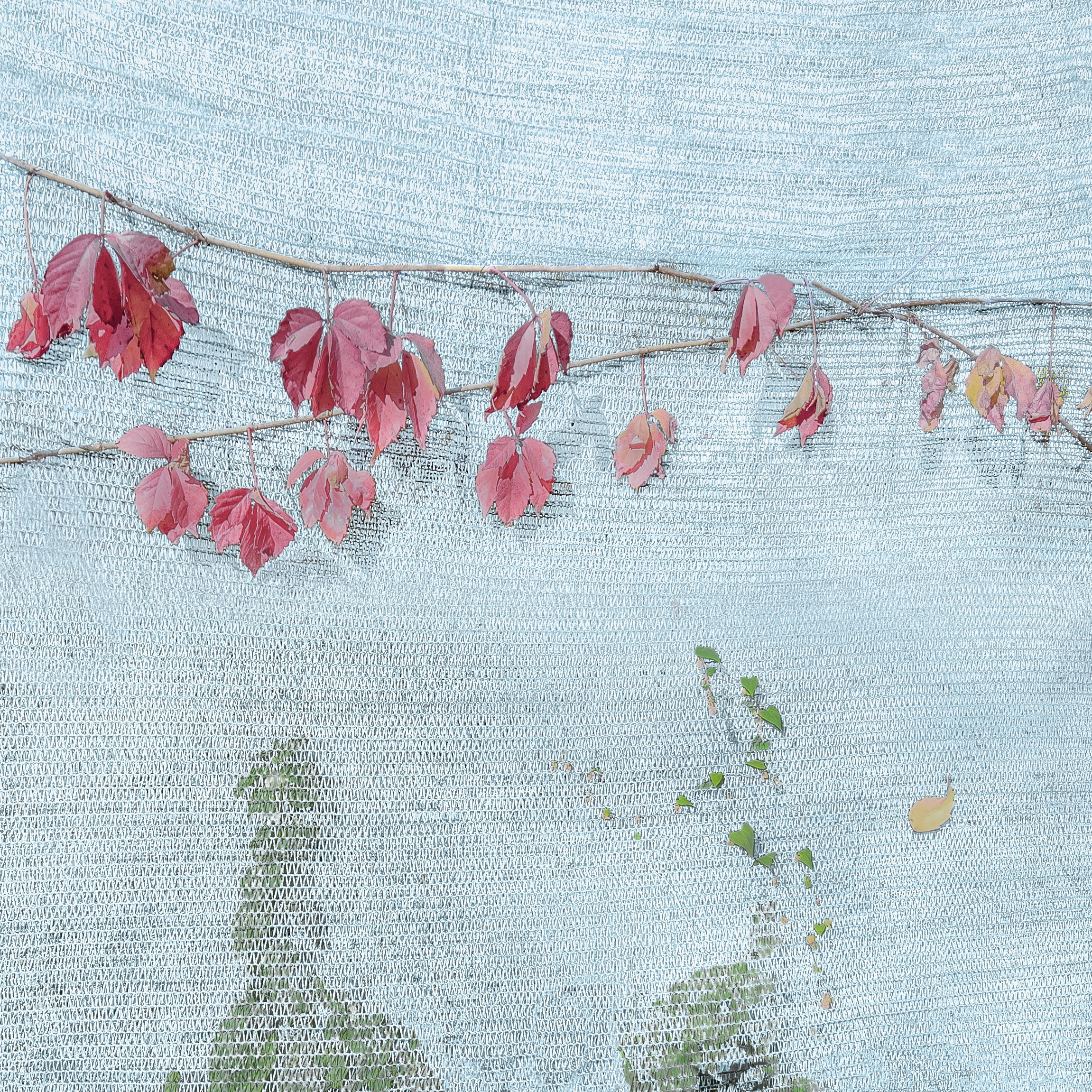 Врубель Роман