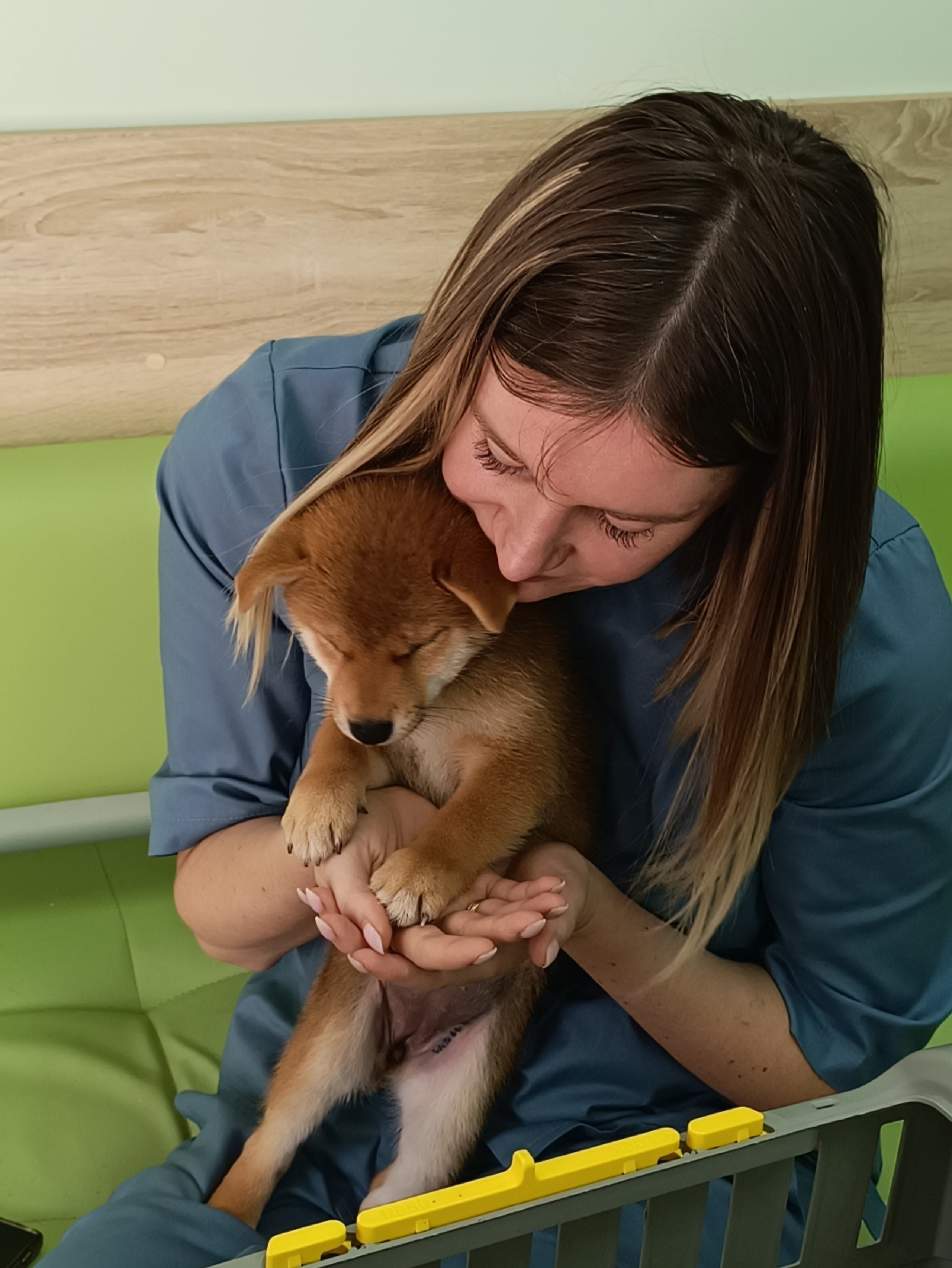 сиба питомник Рубилайт щенки на продажу rubylight  сиба щенки купить СПб Санкт-Петербург 