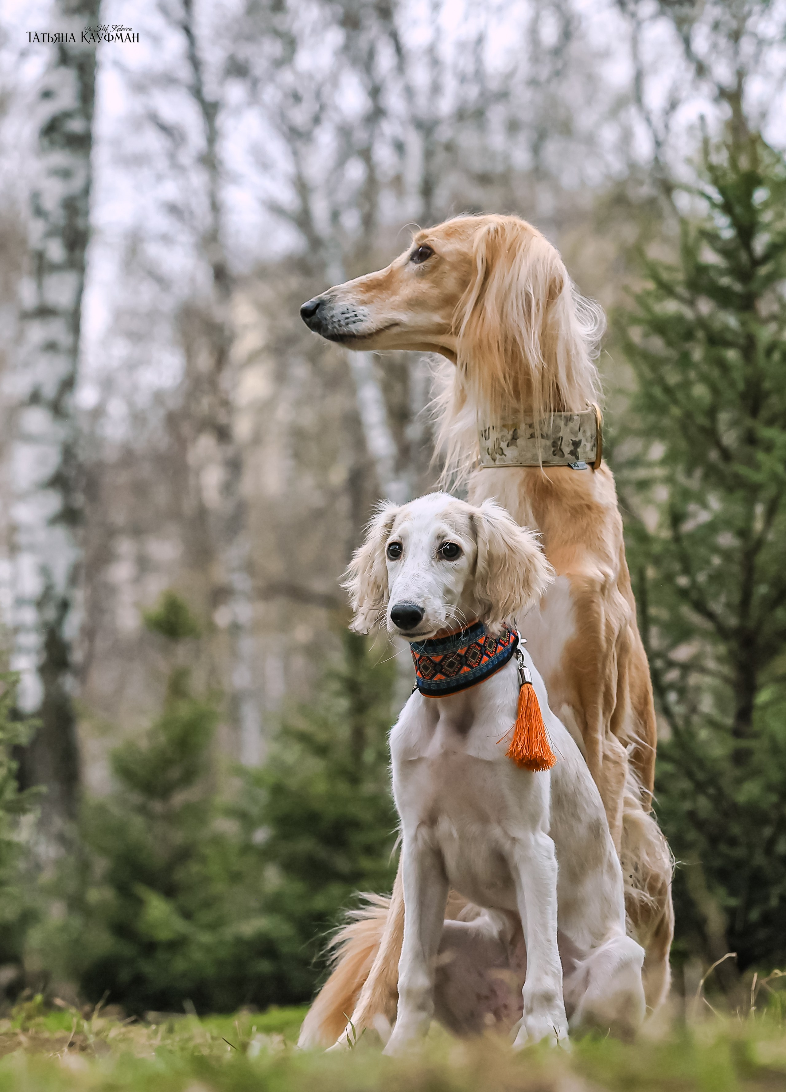 Салюки, фотография салюки, красивая собака, фотограф анималист, фотокурс Анималистика, научиться фотографировать собак, фотограф Новосибирск