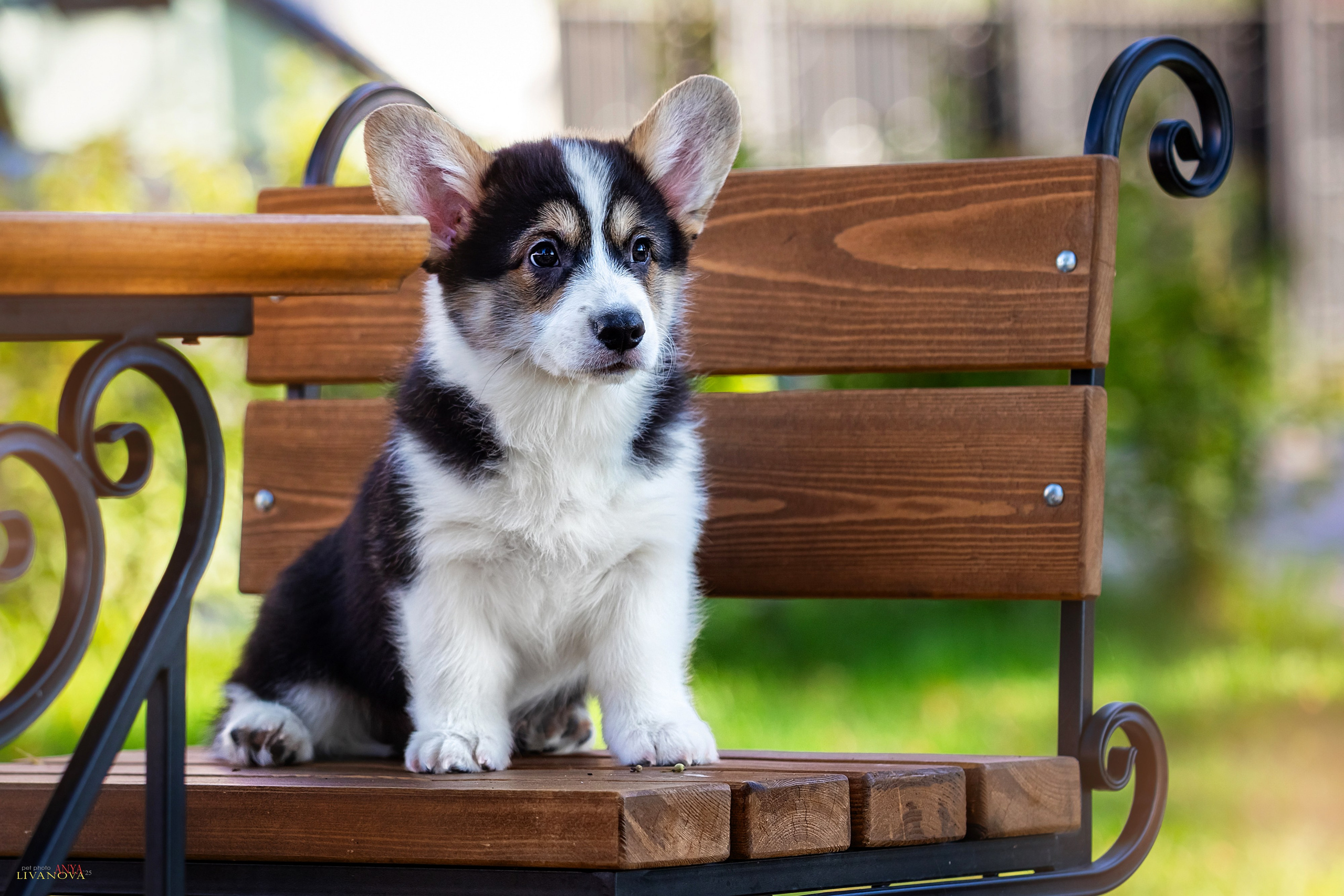 Коржики. Фотограф анималист Аня Ливанова | Рыбинск