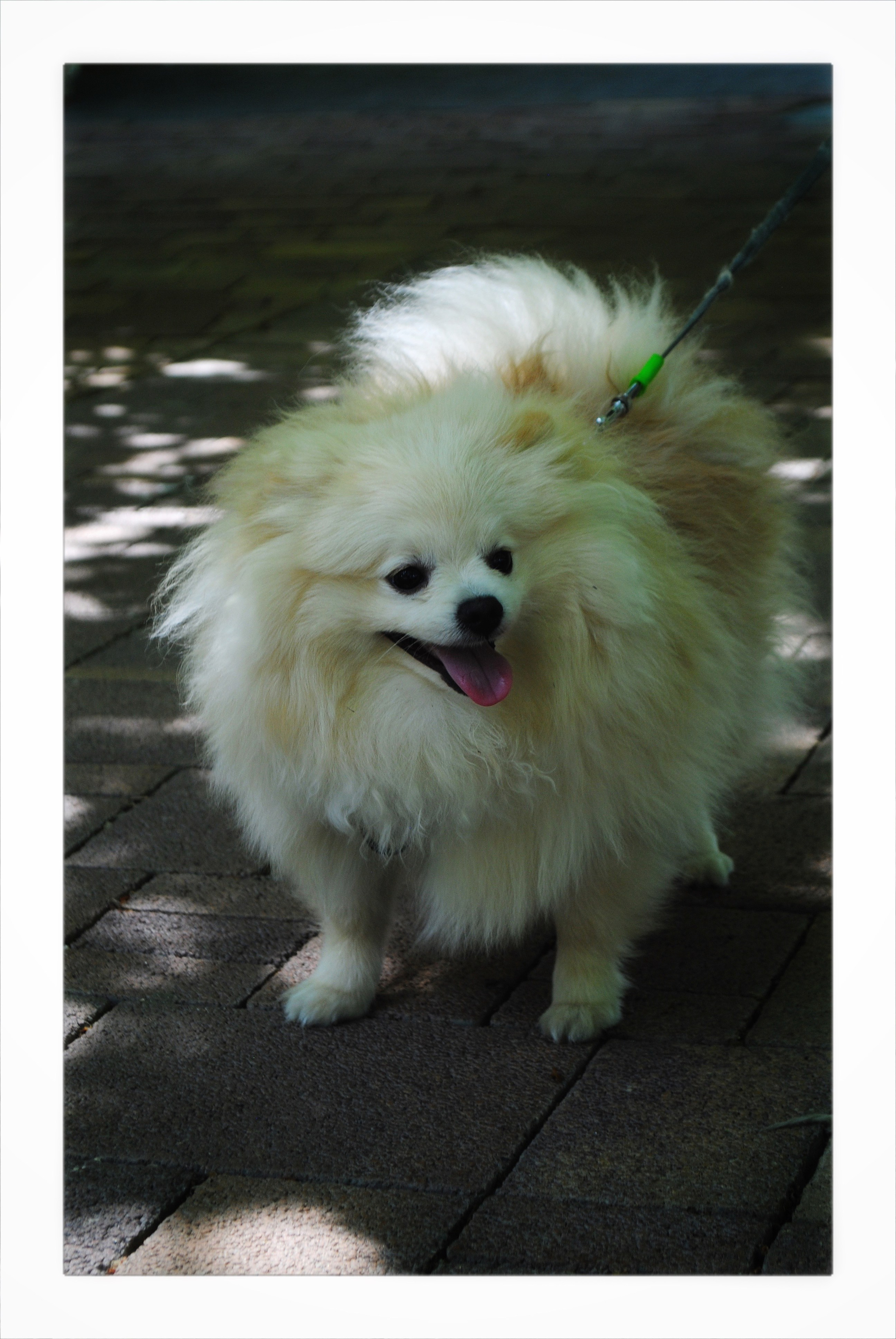 Маша и Эрик. Фотограф Мария Мусаелян