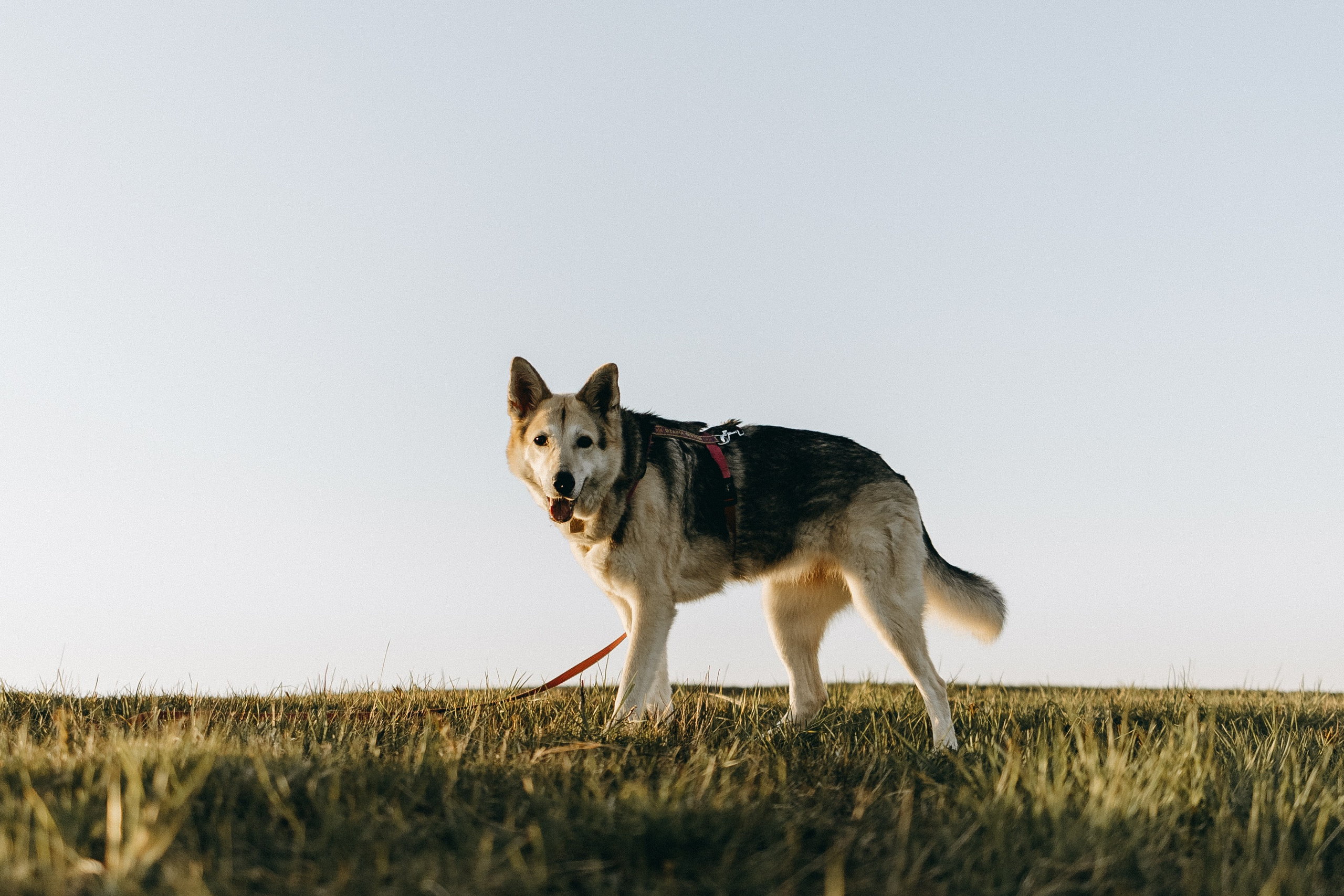 Саша и Зельда. Фотограф — Анималист | Санкт-Петербург