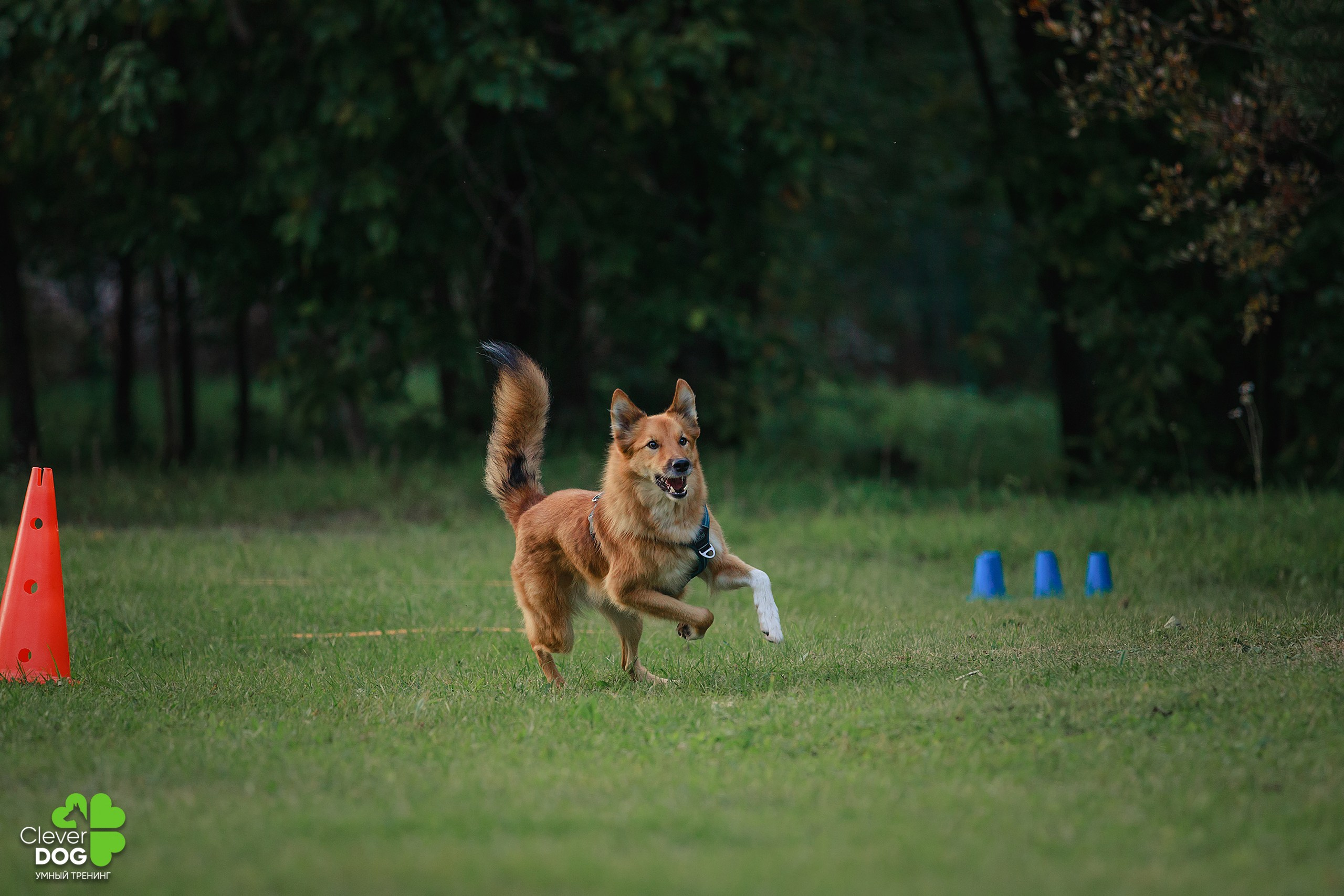 Кинологический лагерь CleverDog, 2024. Фотограф-анималист Mary Mart — Москва, Питер