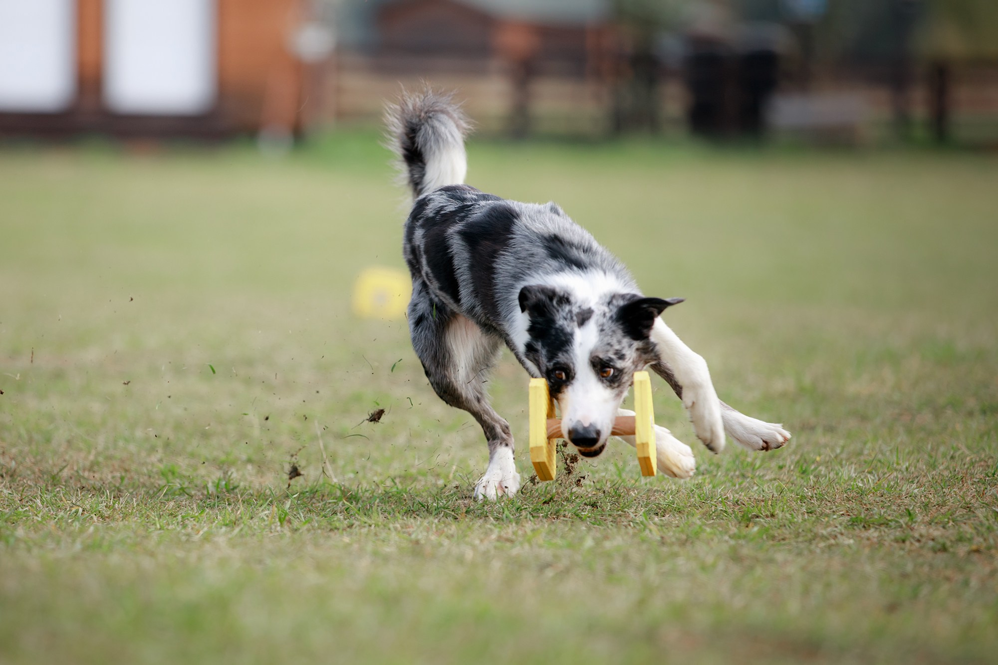 Лагерь по ОБД с Инной Баженовой. Фотограф-анималист Mary Mart — Москва, Питер
