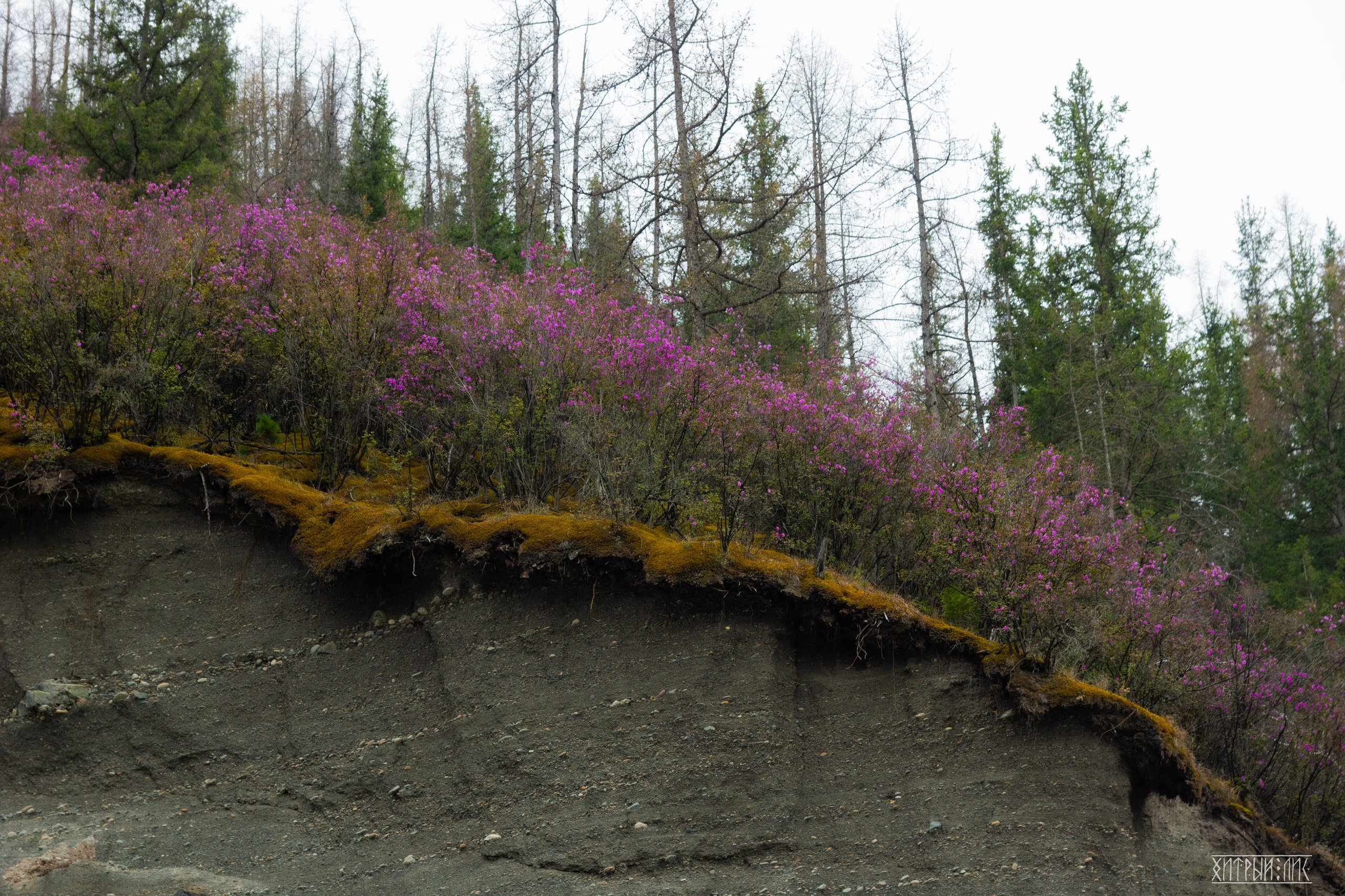 Алтай. Фотограф-путешественник Самойлов Максим «Sly Fox»