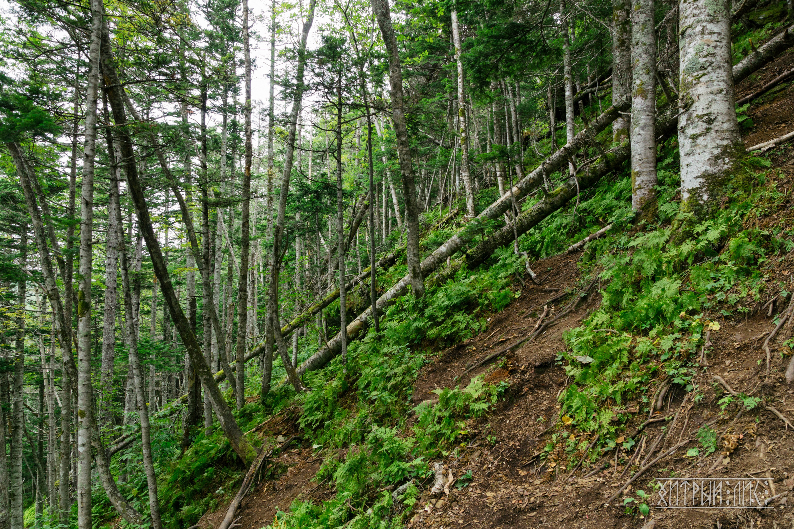 Сахалин. Фотограф-путешественник Самойлов Максим «Sly Fox»
