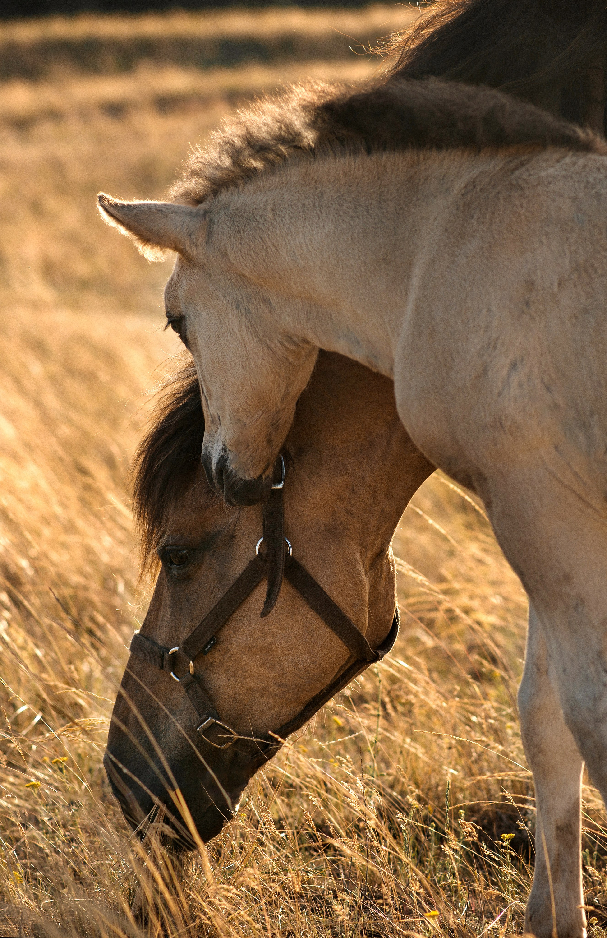 Лошади. Конный фотограф в Саратове Юлия Иванова