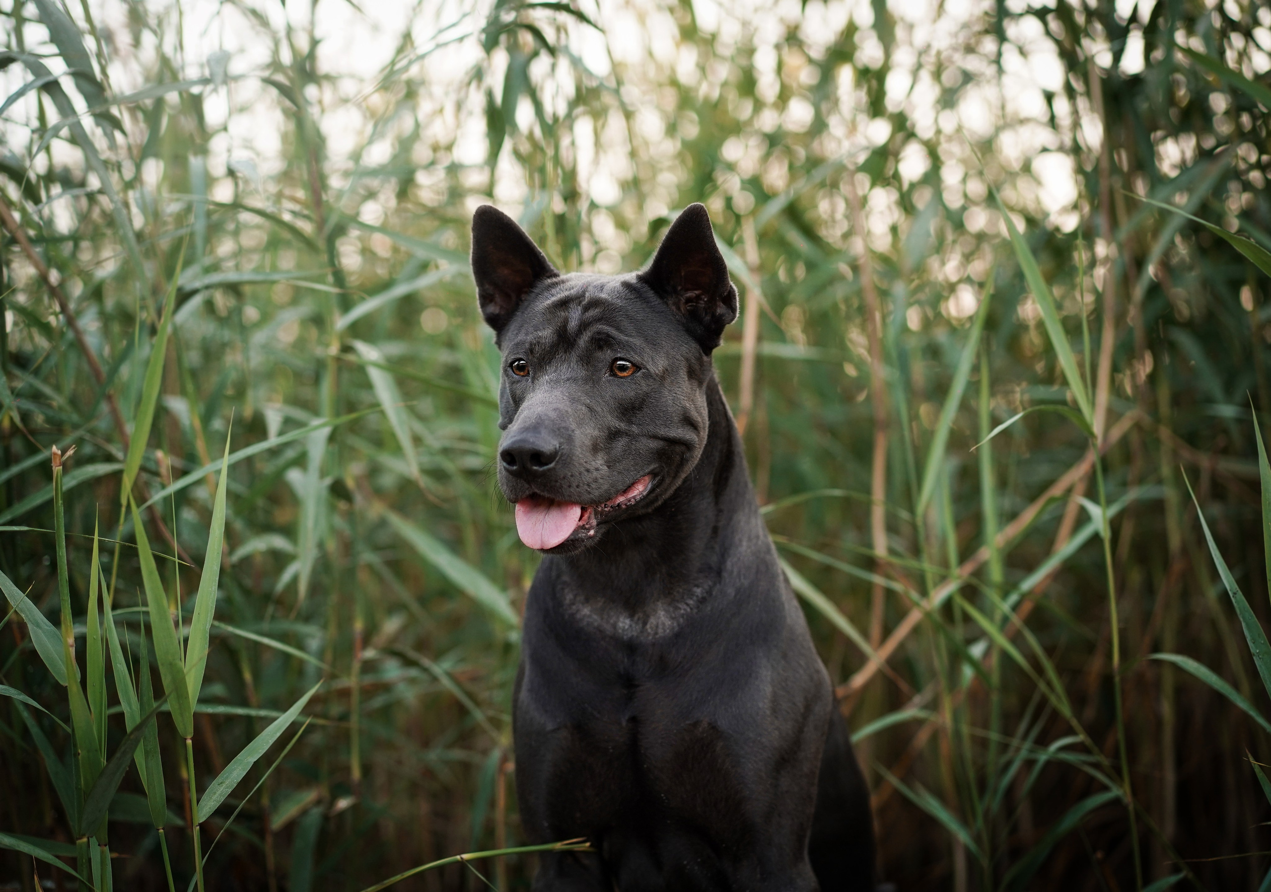 Вероника и Адам. Фотограф-анималист в Санкт-Петербурге Яна Мартынова
