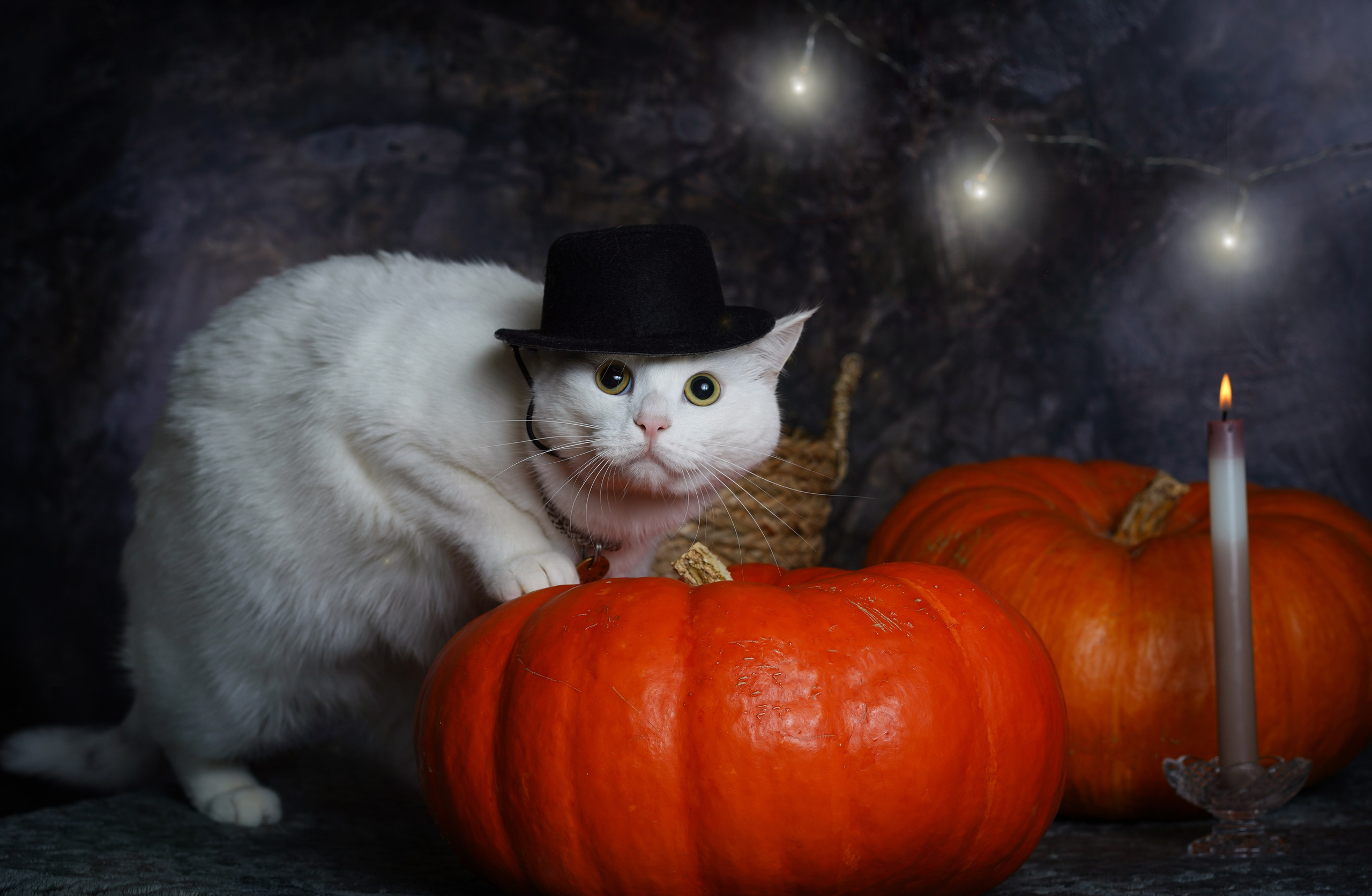 Маффин и Хэллоуин. Фотограф-анималист в Санкт-Петербурге Яна Мартынова