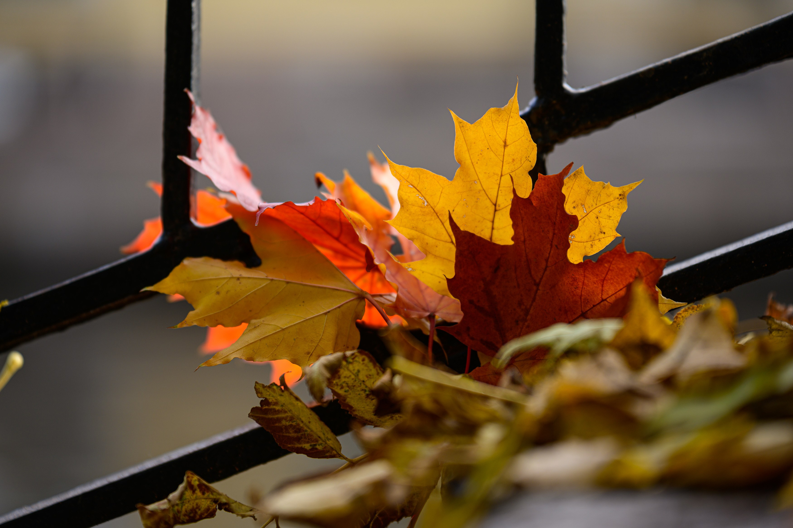 SAINT PETERSBURG. Personal website of photographer Dmitry Raikin