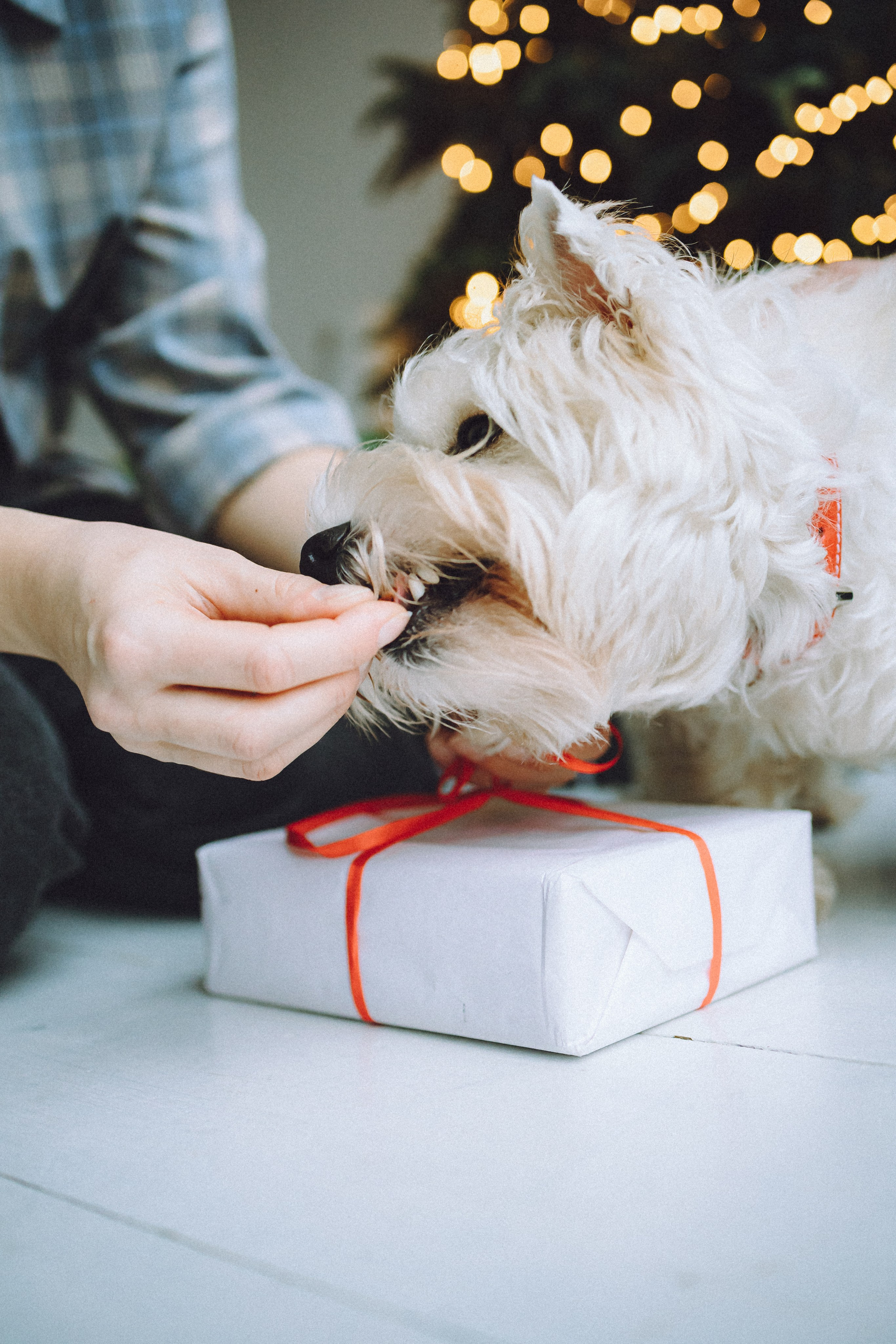 Вика, Глеб и Тори