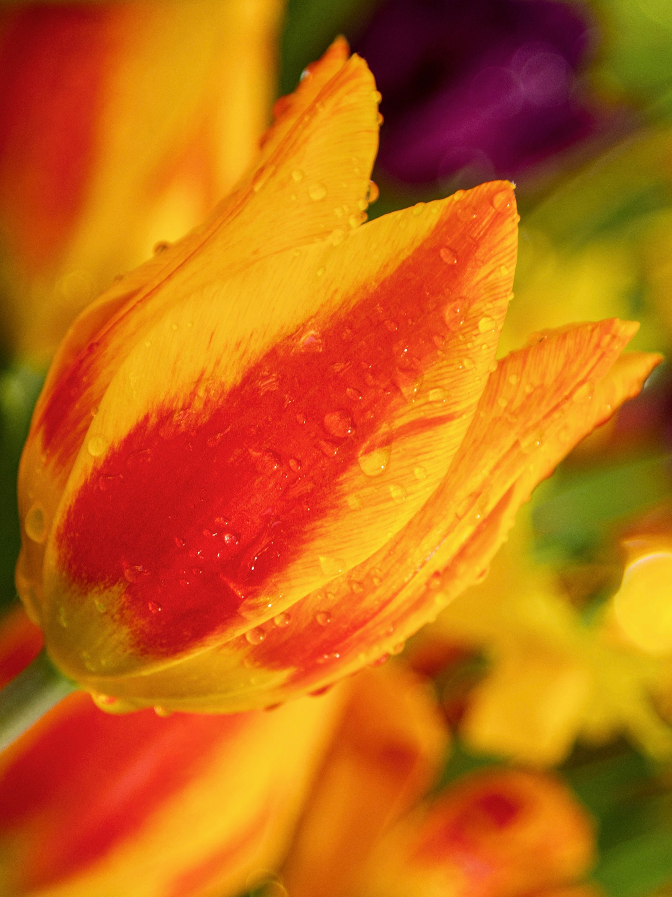 Весенние цветы. Фотосессии и репортаж — Фотограф в Москве — Рина Серёгина