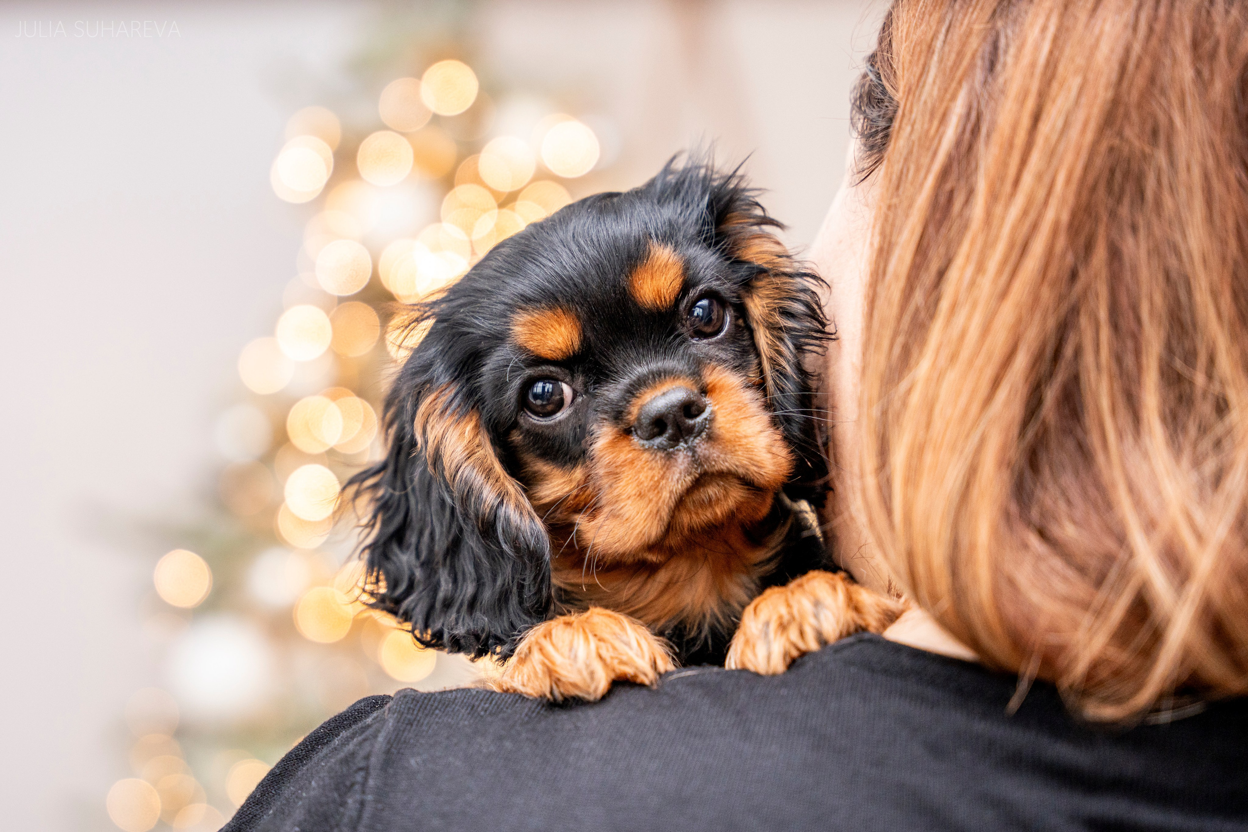 Щенки Кавалер кинг-чарльз-спаниель (Новый год). Главная