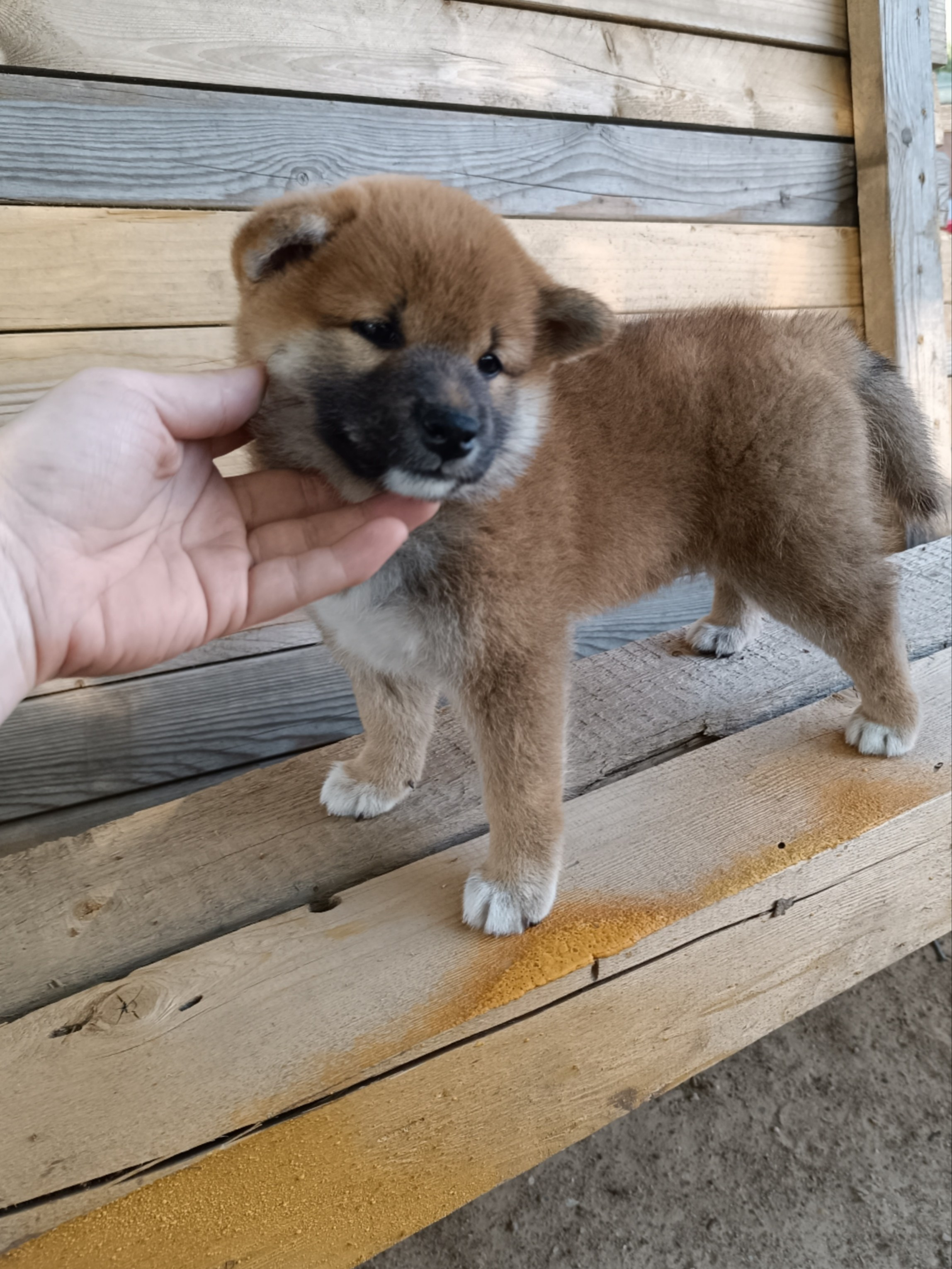 сиба питомник Рубилайт щенки на продажу rubylight  сиба щенки купить СПб Санкт-Петербург