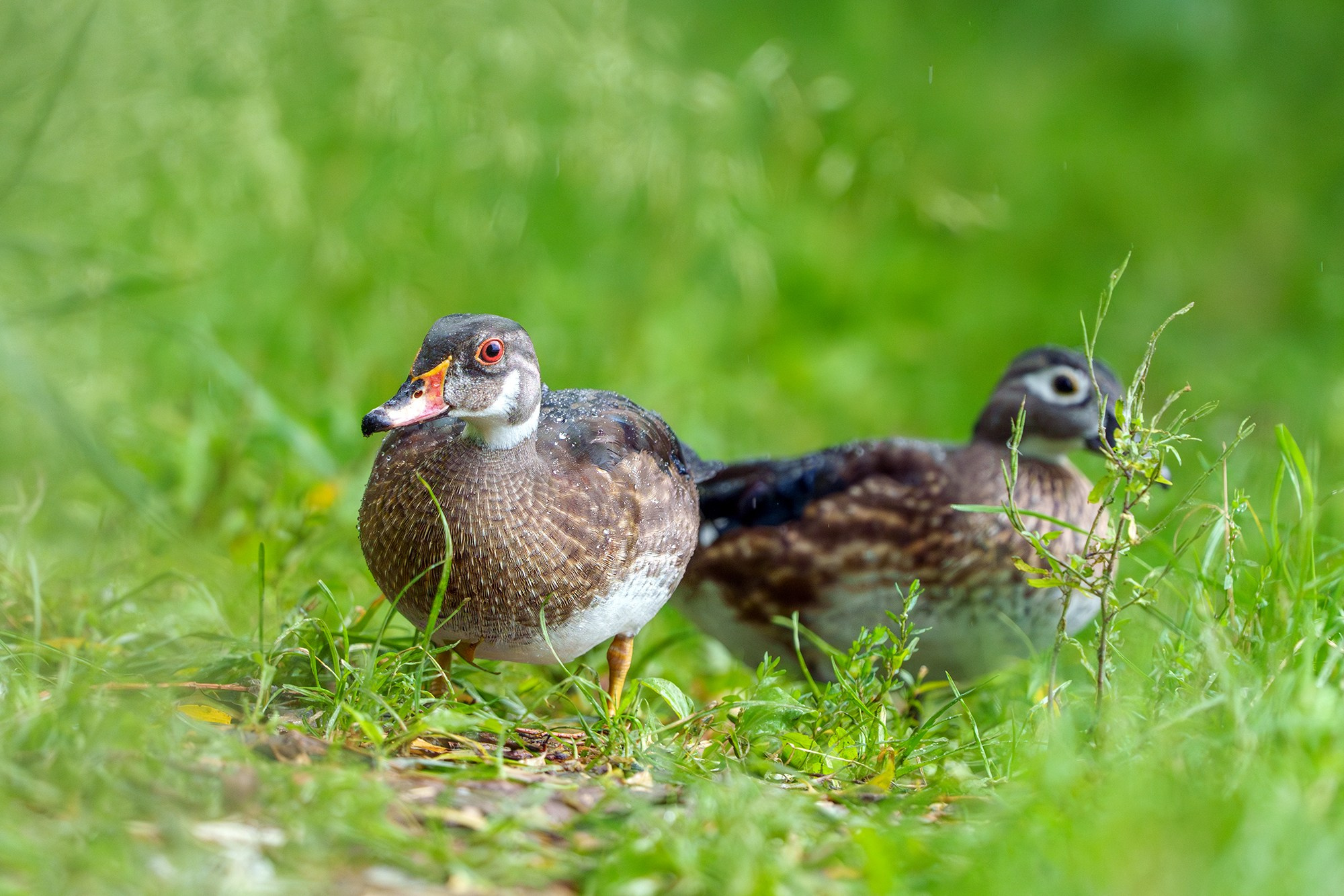Удивительные мир птиц. Вокруг нас столько прекрасного — присмотритесь!. Ваш личный фотограф Марина Волкова