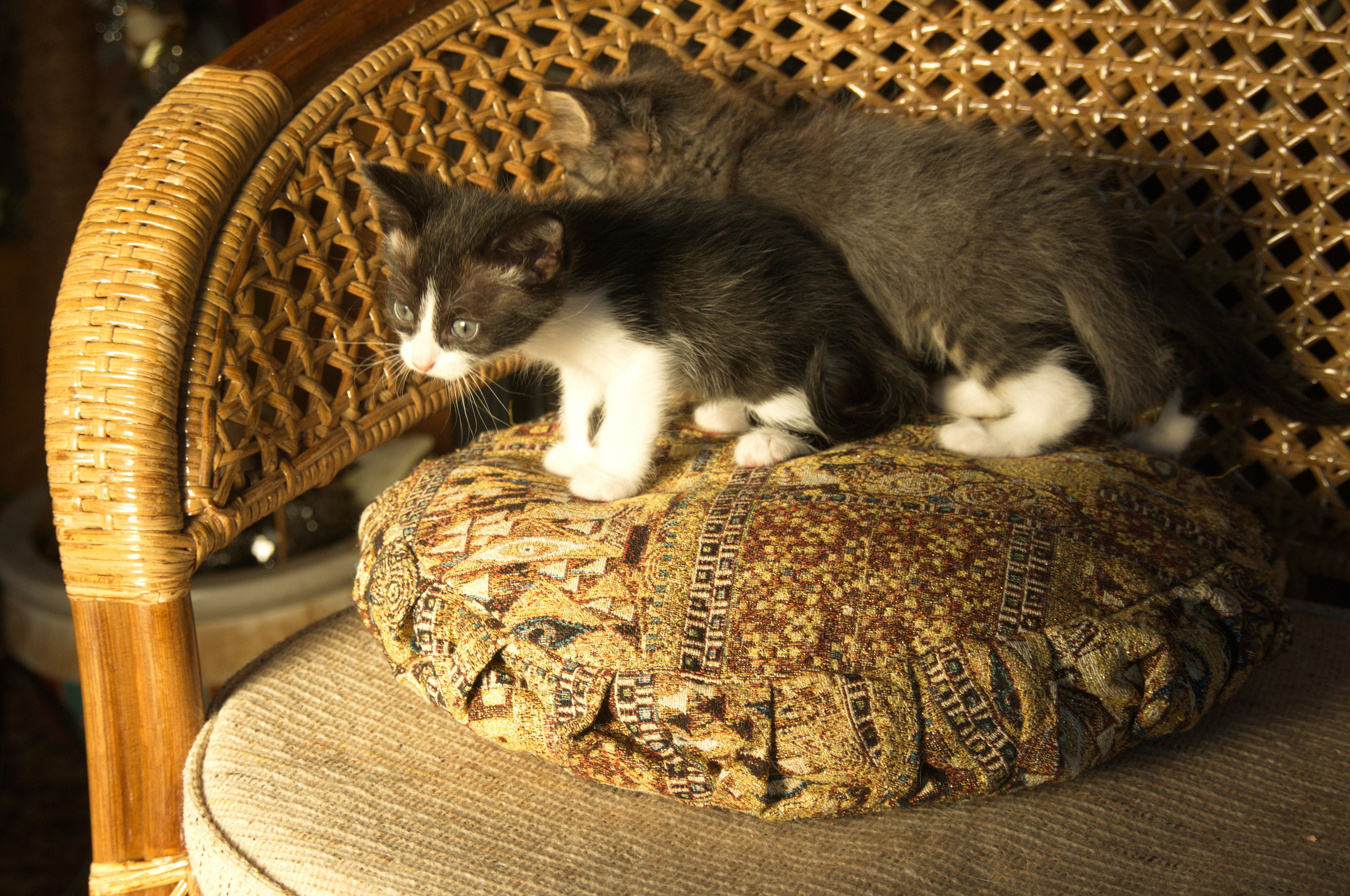 Котята на кушетке. Фотограф Евгений Симохин