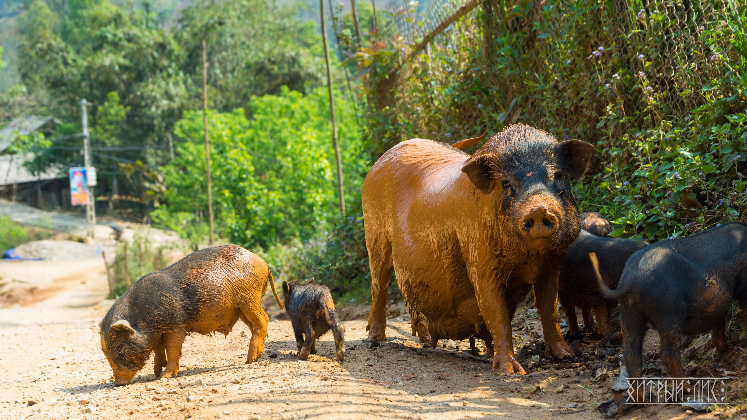 Вьетнам. Фотограф-путешественник Самойлов Максим «Sly Fox»