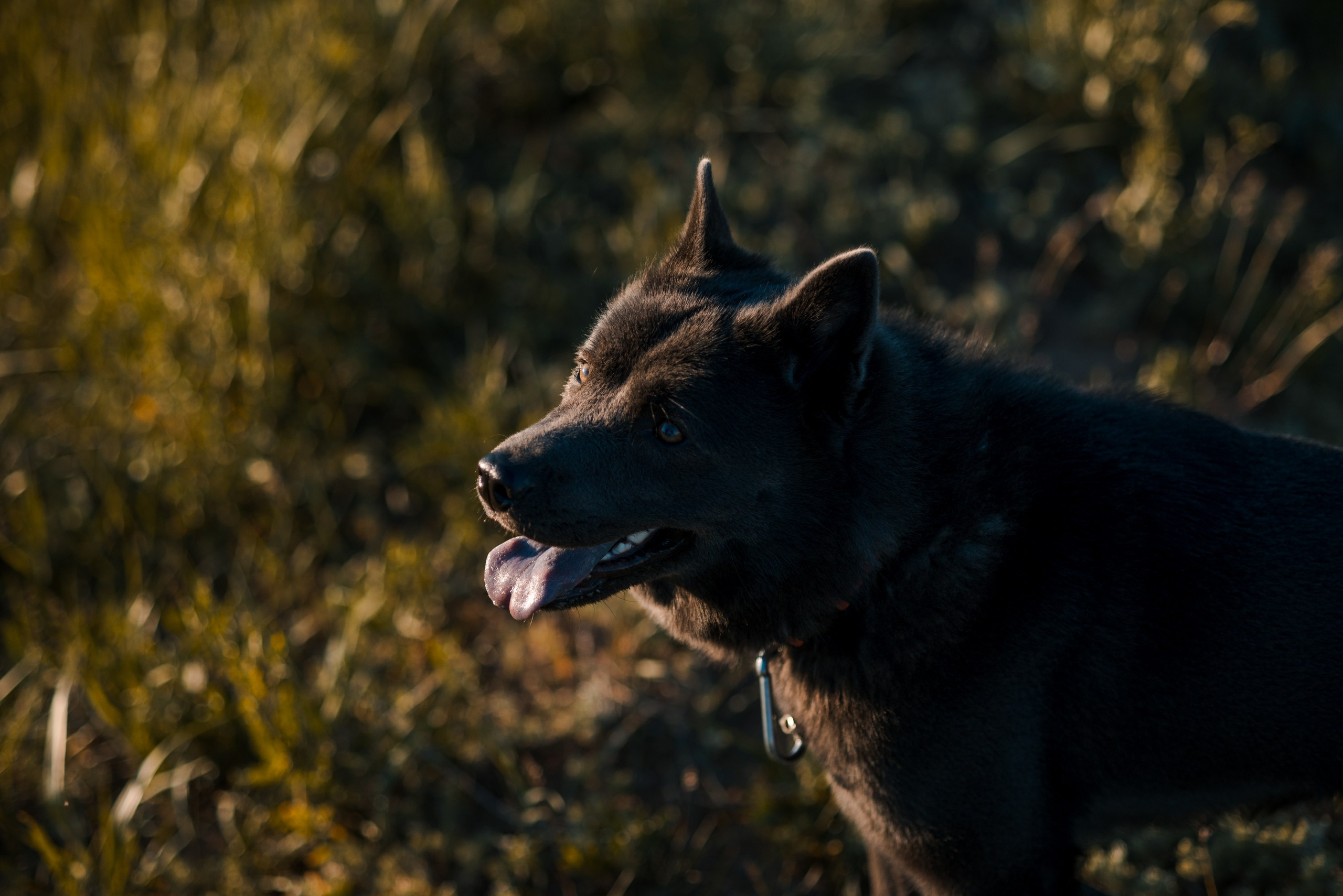 Ярослав. Главная