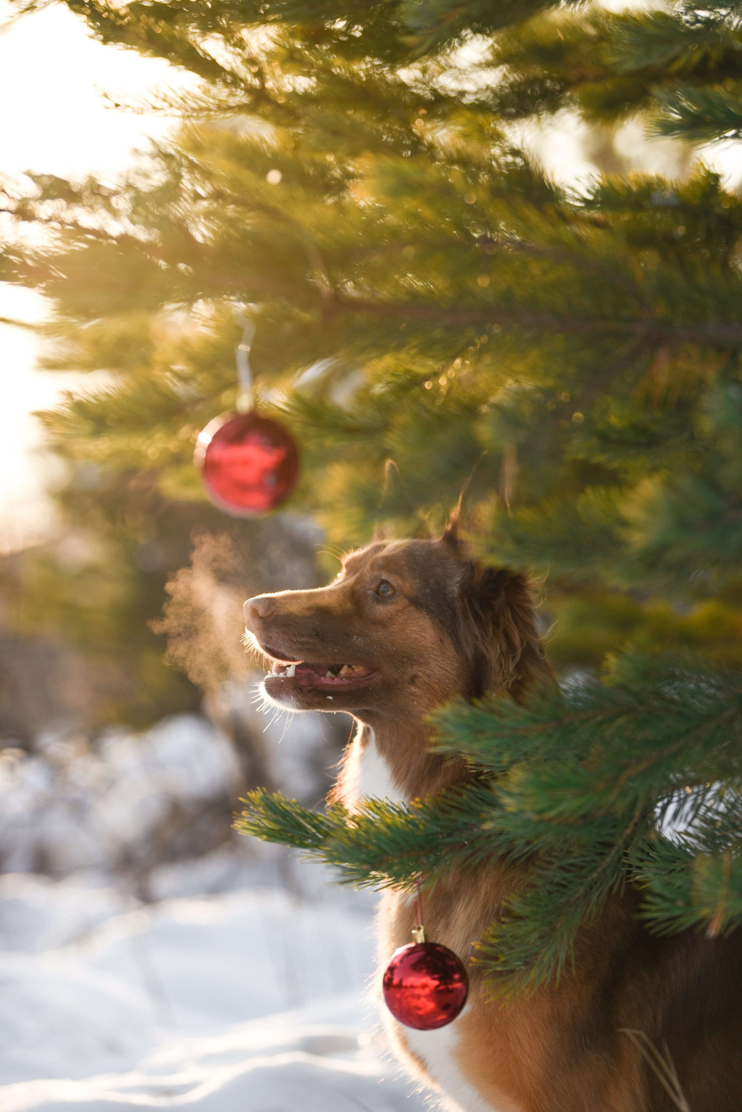 Портфолио. Фотограф-анималист в Екатеринбурге Марина Шишкина