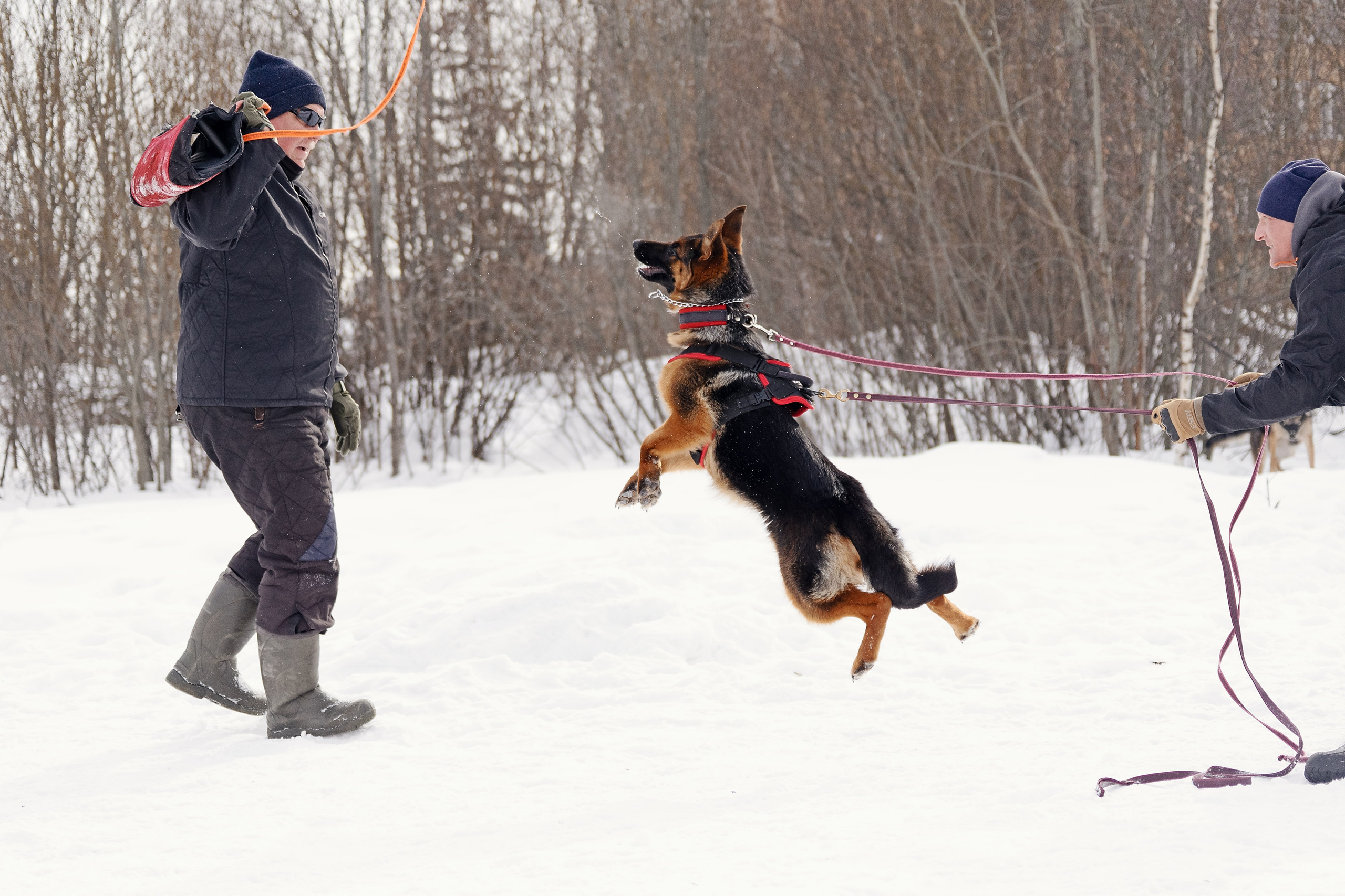 Репортажная съемка. Фотограф-анималист Нижний Новгород